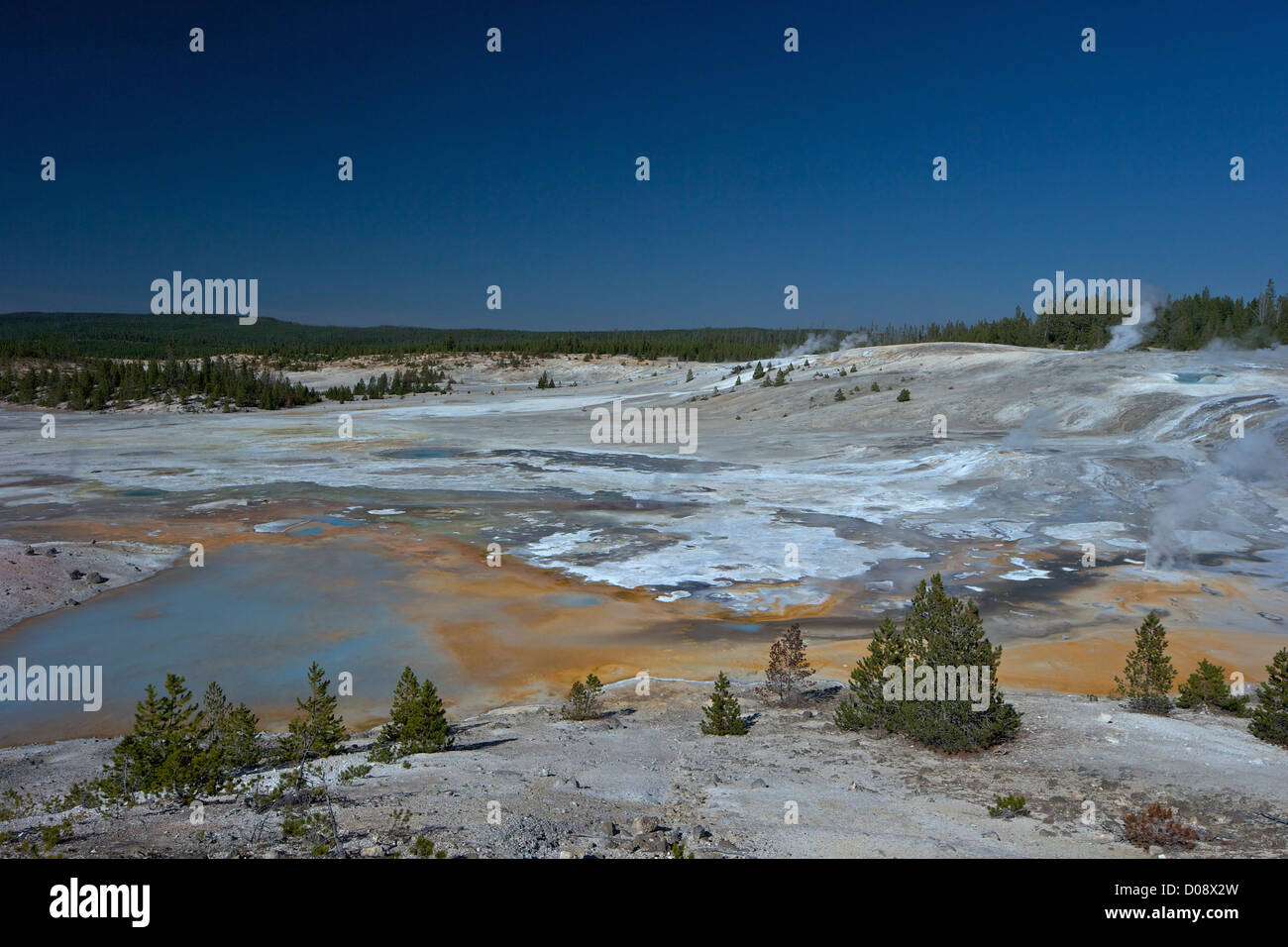 Ressorts en porcelaine, Porcelaine, bassin Norris Geyser Basin, Parc National de Yellowstone, Wyoming, USA Banque D'Images