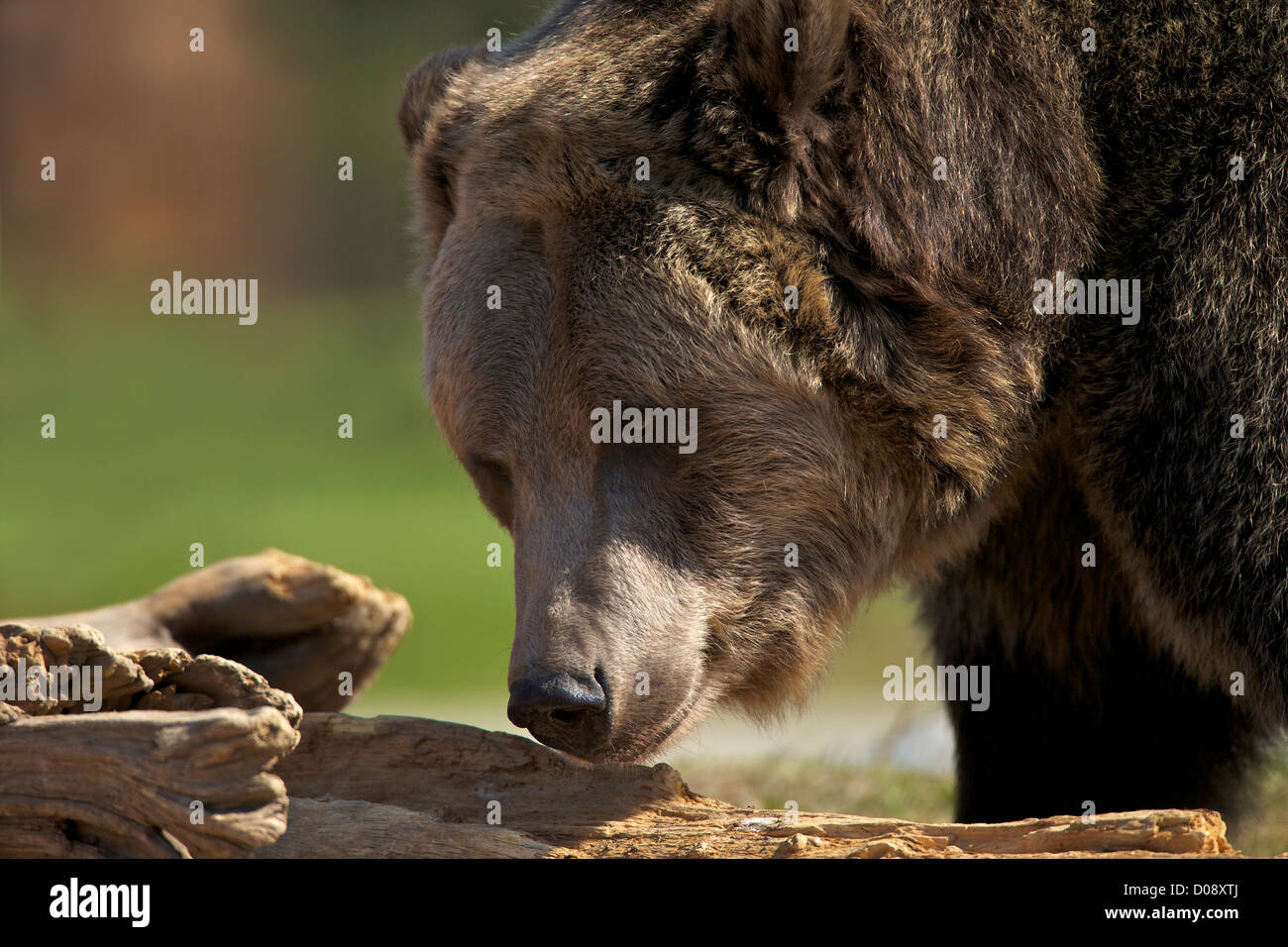 Ours brun, Ursus arctos horribilis, Grizzly and Wolf Discovery Center, West Yellowstone, Montana, USA Banque D'Images