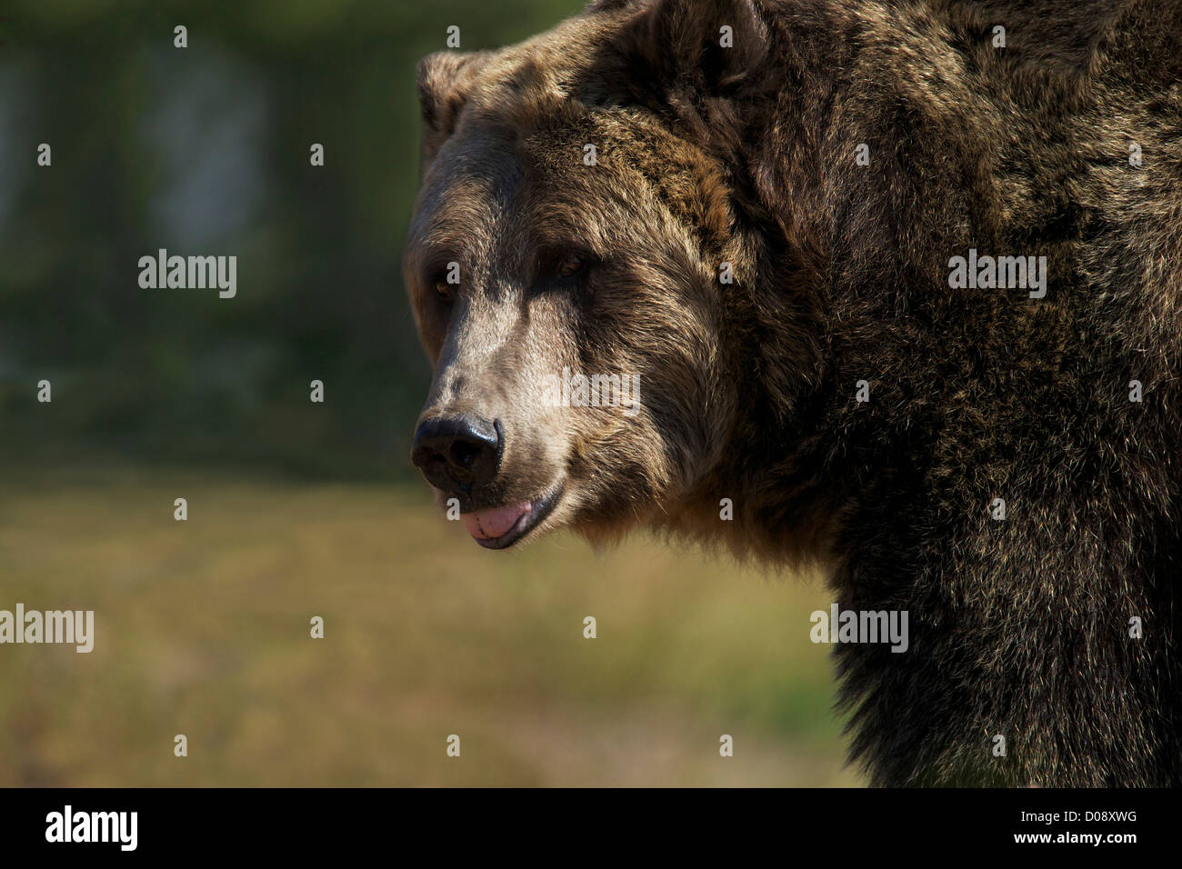 Ours brun, Ursus arctos horribilis, Grizzly and Wolf Discovery Center, West Yellowstone, Montana, USA Banque D'Images