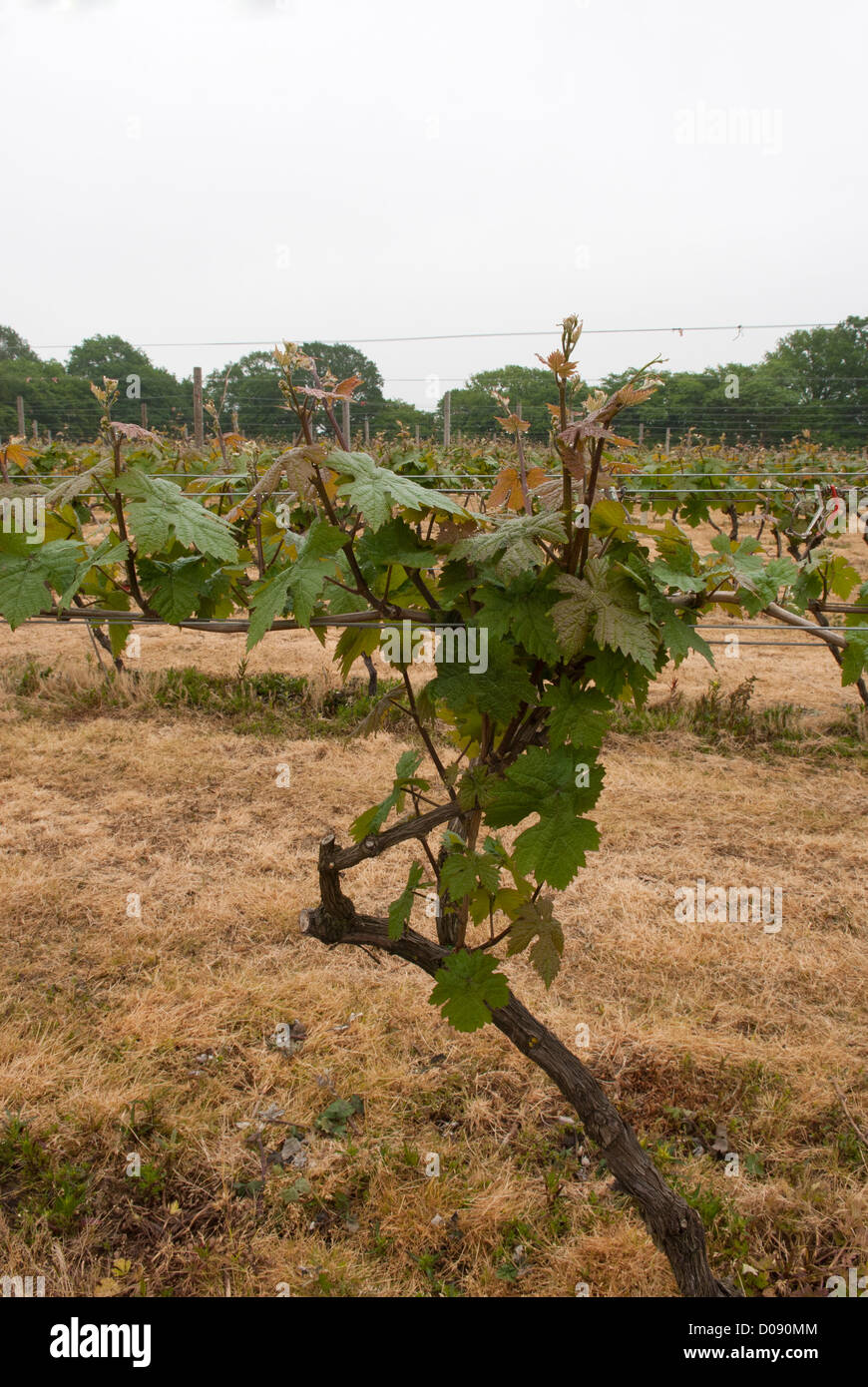 Dornfelder vignes, vignobles Biddenden à Cranbrook, Ashford, Kent, Angleterre. Banque D'Images