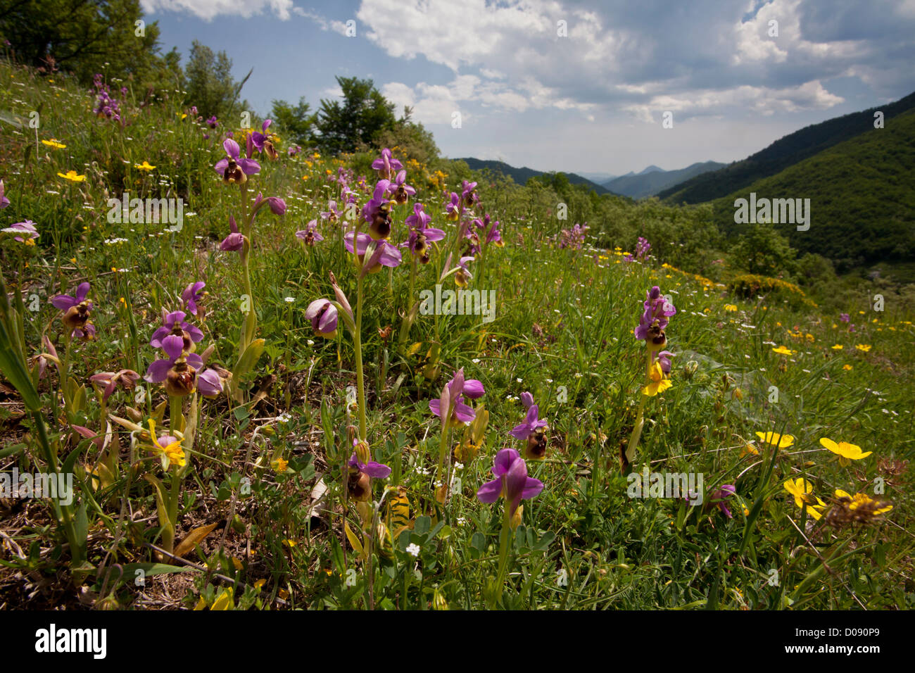 Les orchidées de la tenthrède (Ophrys tenthredinifera) dans les pâturages calcaires dans les Picos de Europa, l'Espagne, Europe Banque D'Images