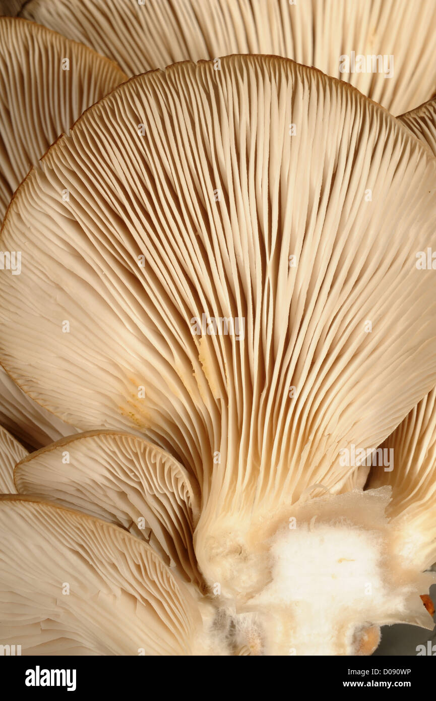 Pleurotes cultivées (Pleurotus ostreatus) branchies de plafonds entrent à partir d'un log de hêtre Banque D'Images