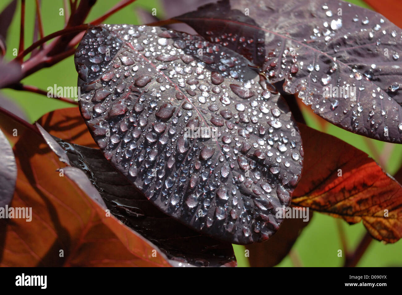 Arbre de fumée (Prunus serrula) feuilles avec des gouttes de pluie Banque D'Images