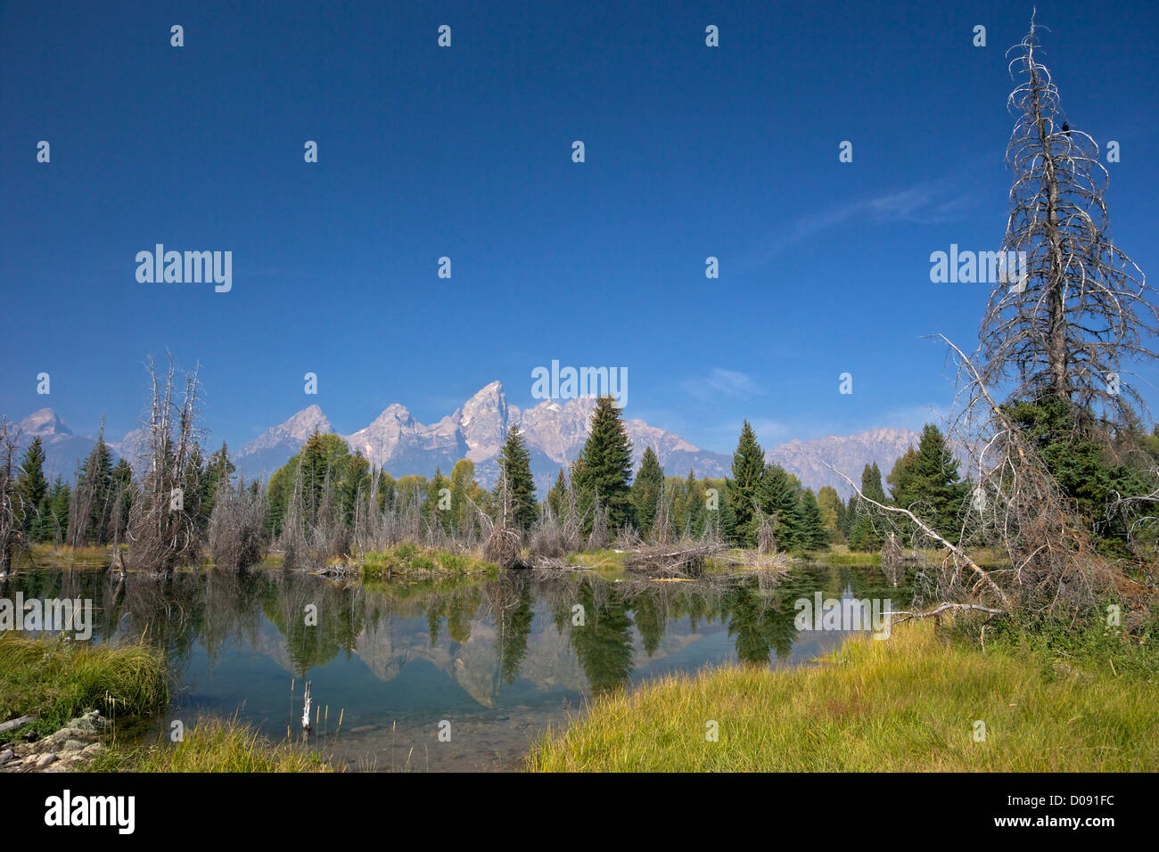 La rivière Snake, à l'atterrissage Schwabacher, Grand Teton National Park, Wyoming, USA Banque D'Images