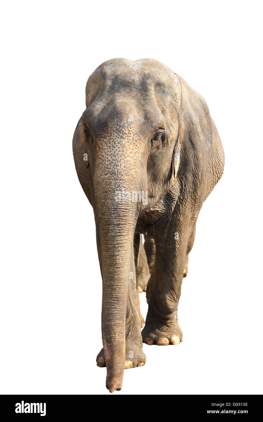 L'éléphant indien isolé sur fond blanc Banque D'Images