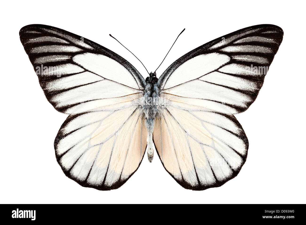 Espèces de papillons Prioneris philonome Banque D'Images