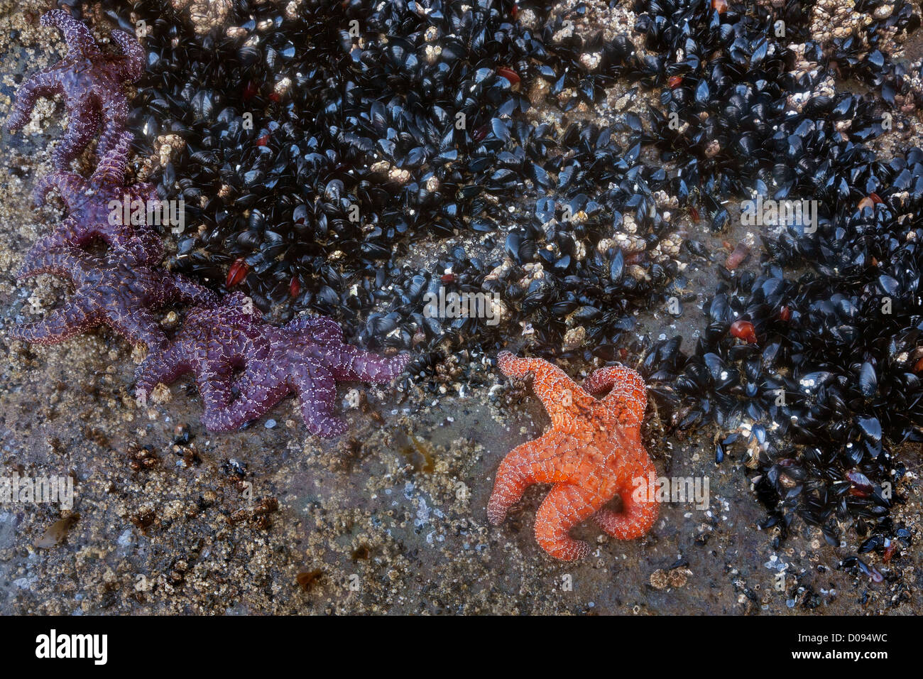 WASHINGTON - Les moules et l'ocre des étoiles de mer sur la plage de rochers exposés 4 à marée basse dans la zone intertidale. Banque D'Images