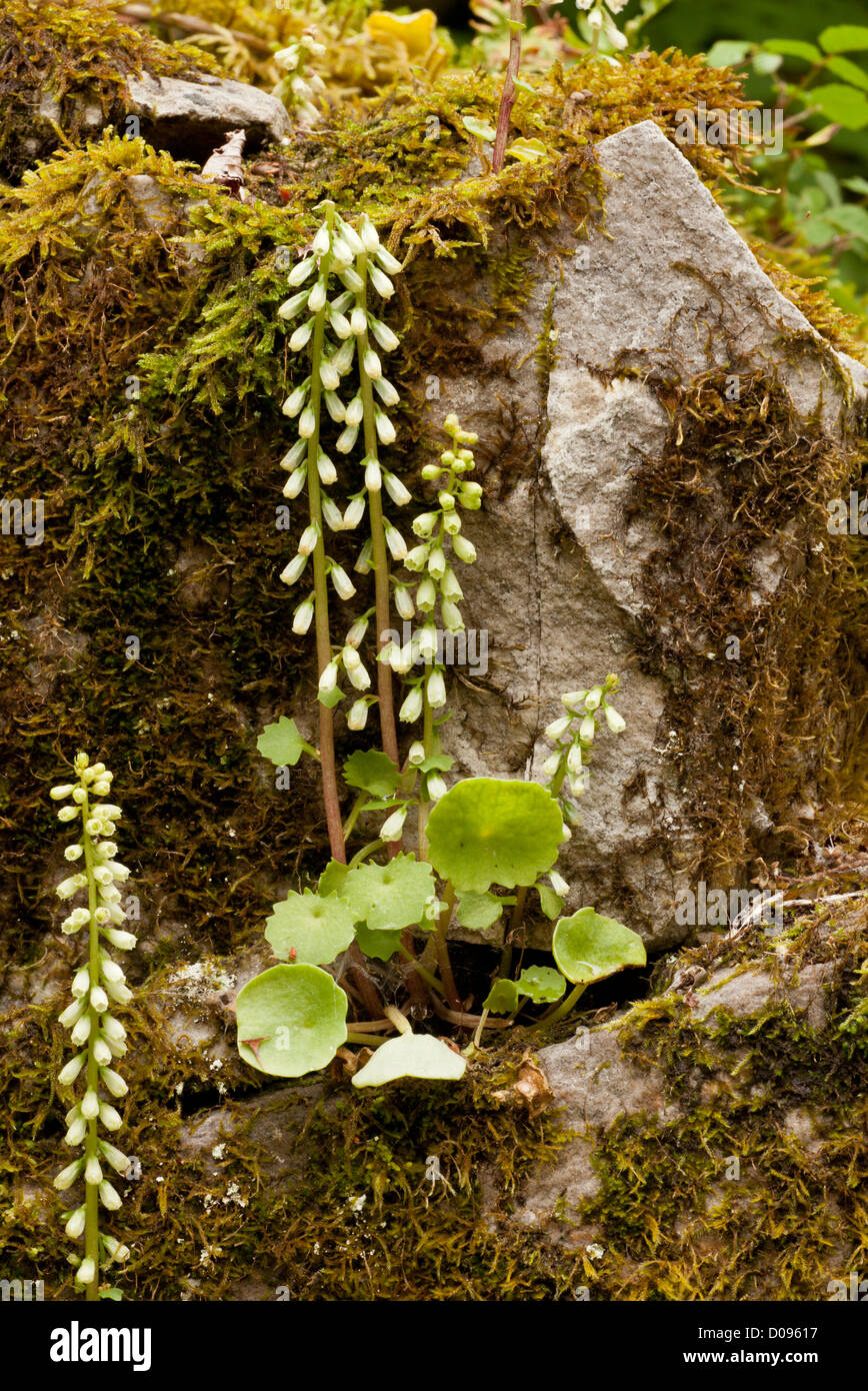 Navelwort (ombilic rupestris) sur vieux mur Banque D'Images