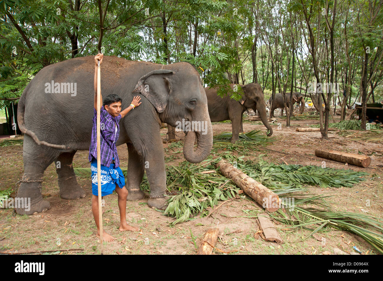 Beaucoup d'éléphants de festival et leurs mahouts manger dans un parc Colombo Sri Lanka prêt pour un festival bouddhiste Banque D'Images