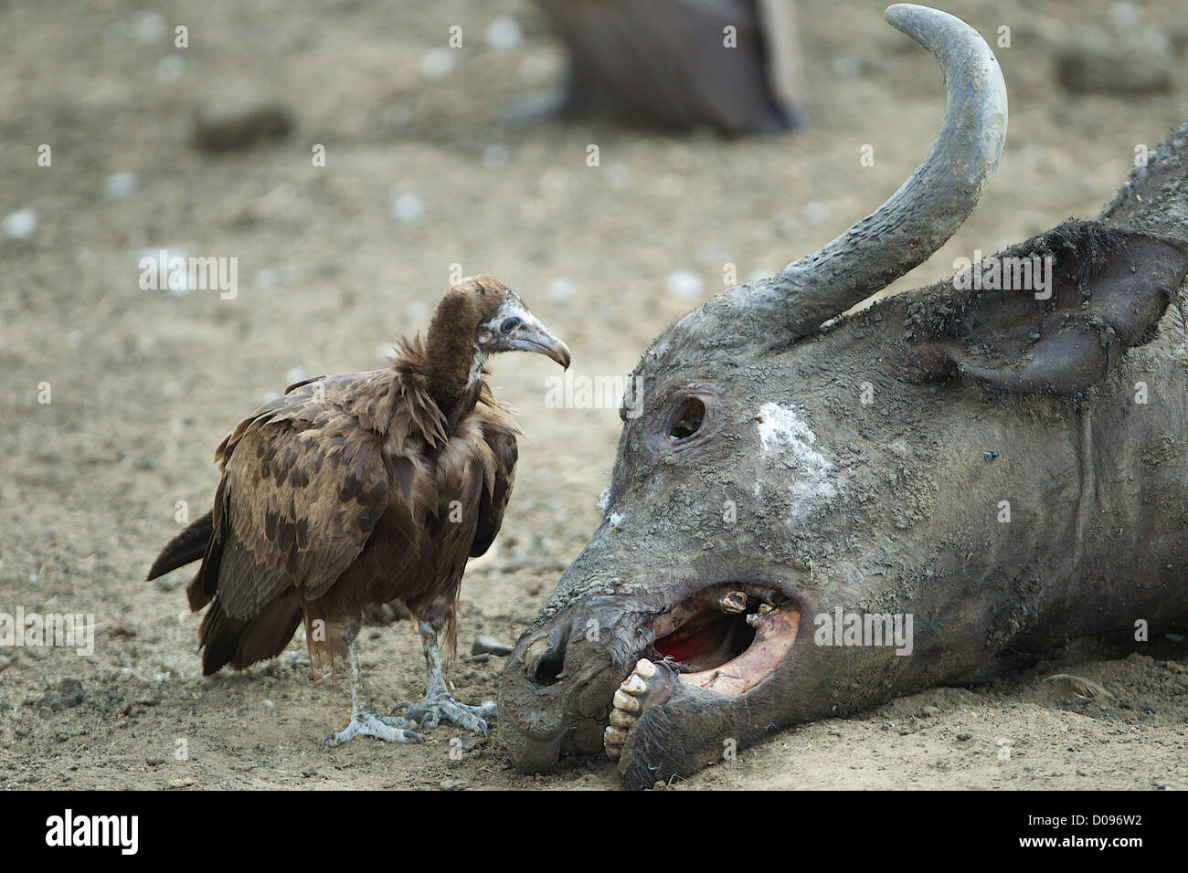 Vautour regarde dans oeil de buffle Game Reserve Mikumi carcasse . Le sud de la Tanzanie. Afrique du Sud Banque D'Images