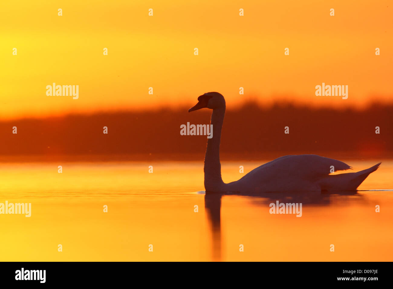 Mute swan (Cygnus olor) natation sur le lac au coucher du soleil. L'Europe Banque D'Images