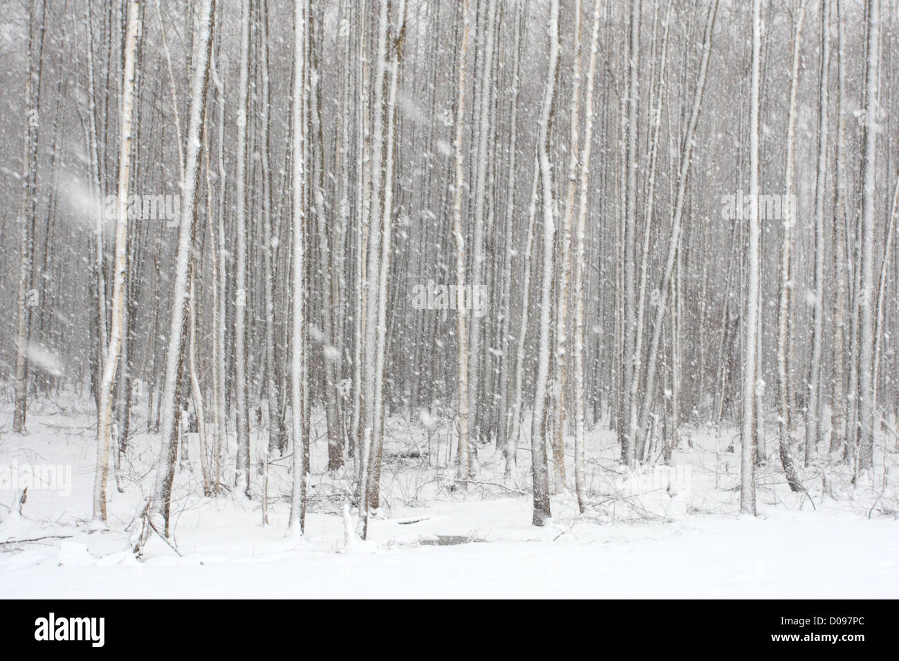 Neige dans la forêt. L'Europe, l'Estonie Banque D'Images