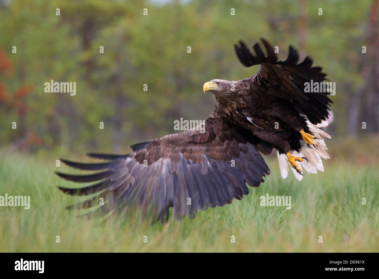 Des profils à queue blanche (Haliaeetus albicilla), Europe Banque D'Images
