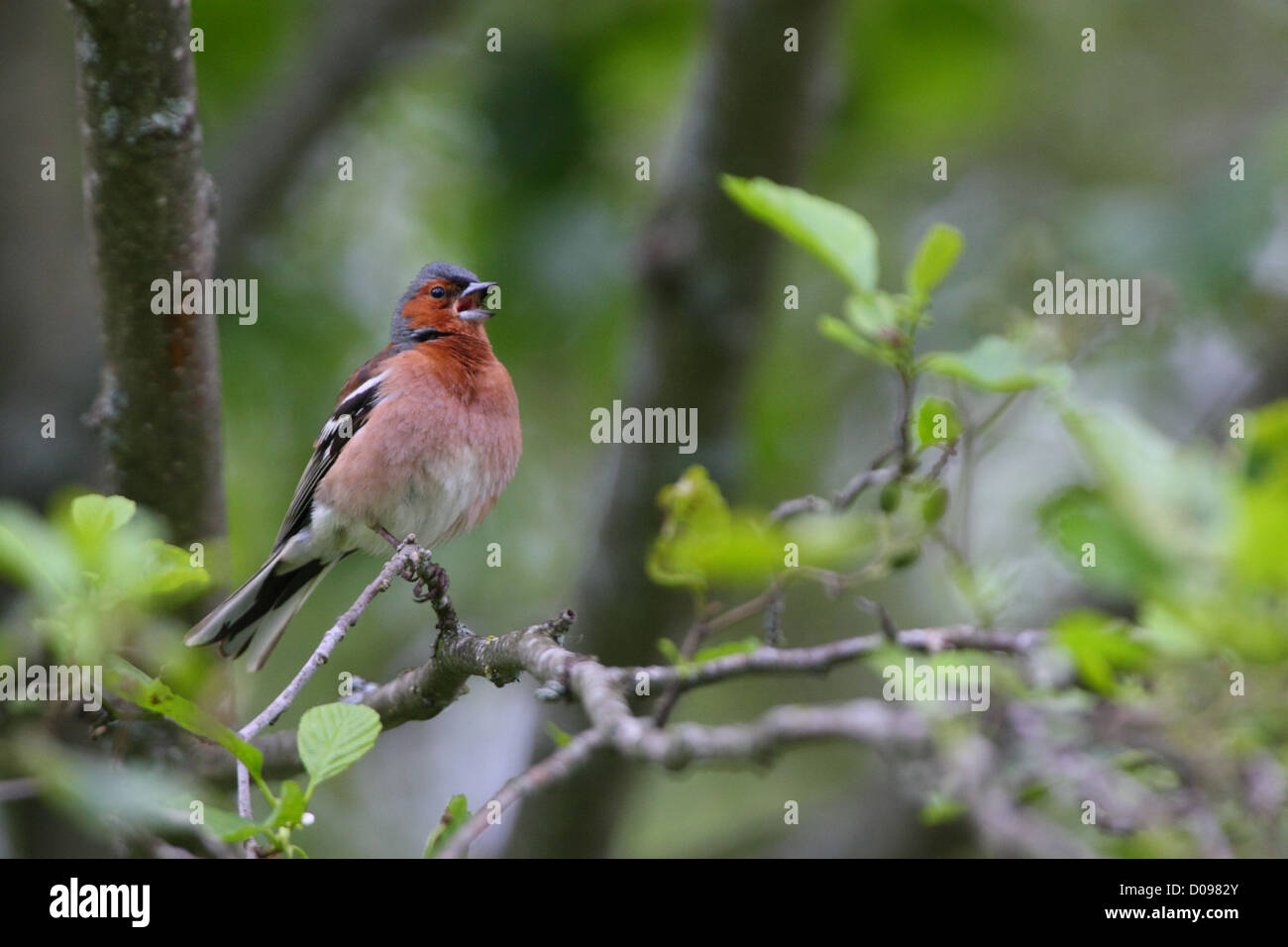 (Fringilla coelebs Chaffinch mâle) au chant au printemps. L'Europe Banque D'Images