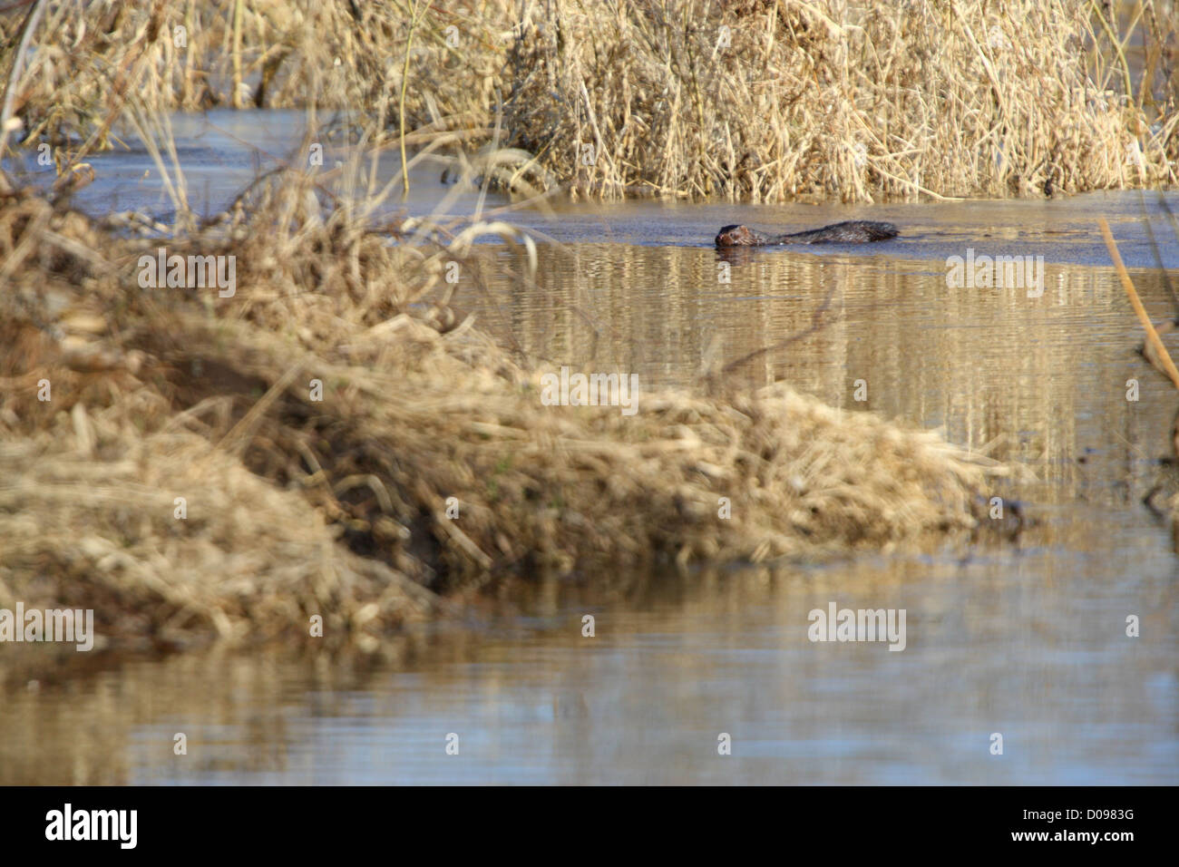 Wild Vison (Mustela vison). L'Europe Banque D'Images