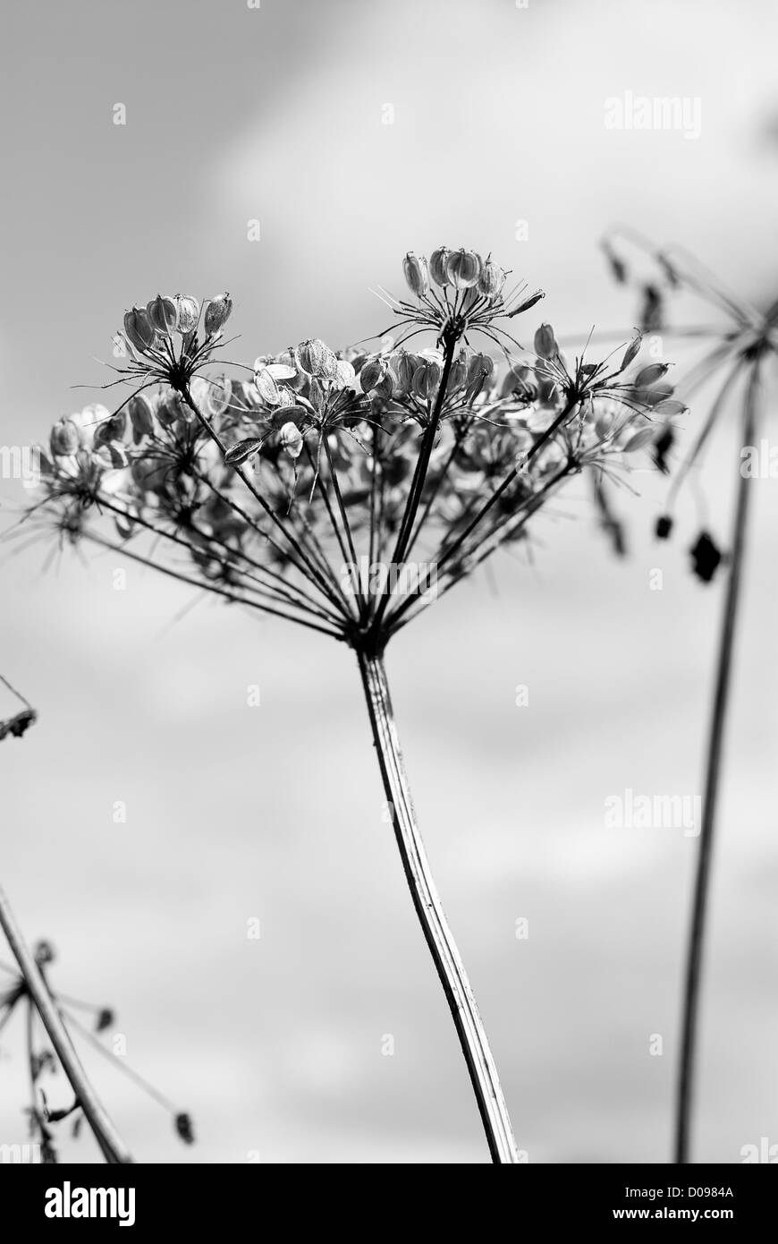 Close-up of cow parsley, usine, sur fond de ciel bleu, noir et blanc, les plantes traitées, Close up Banque D'Images