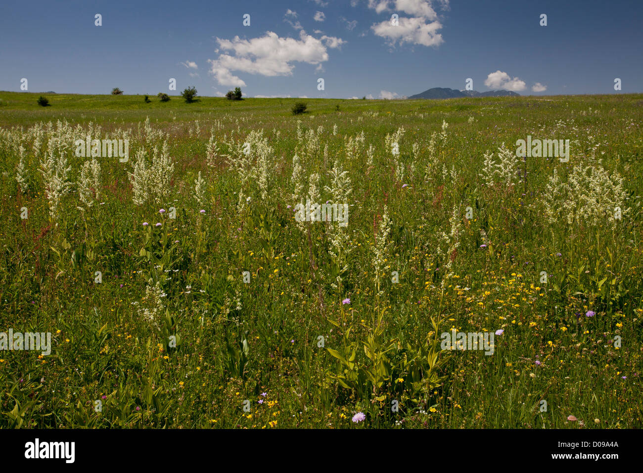 Faux-helleborine blanc (Veratrum album) dans les pâturages de montagne dans les montagnes Piatra Craiului, Roumanie. Banque D'Images