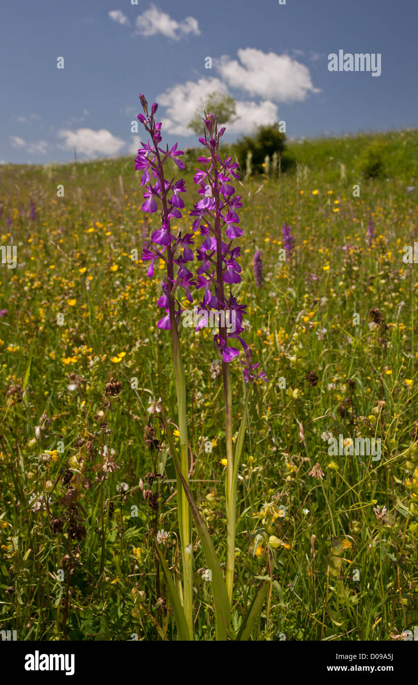 Orchidées (Orchis des marais elegans  = O. palustris) en pâturage mouillé dans le Piatra Craiului, Roumanie, Europe Banque D'Images
