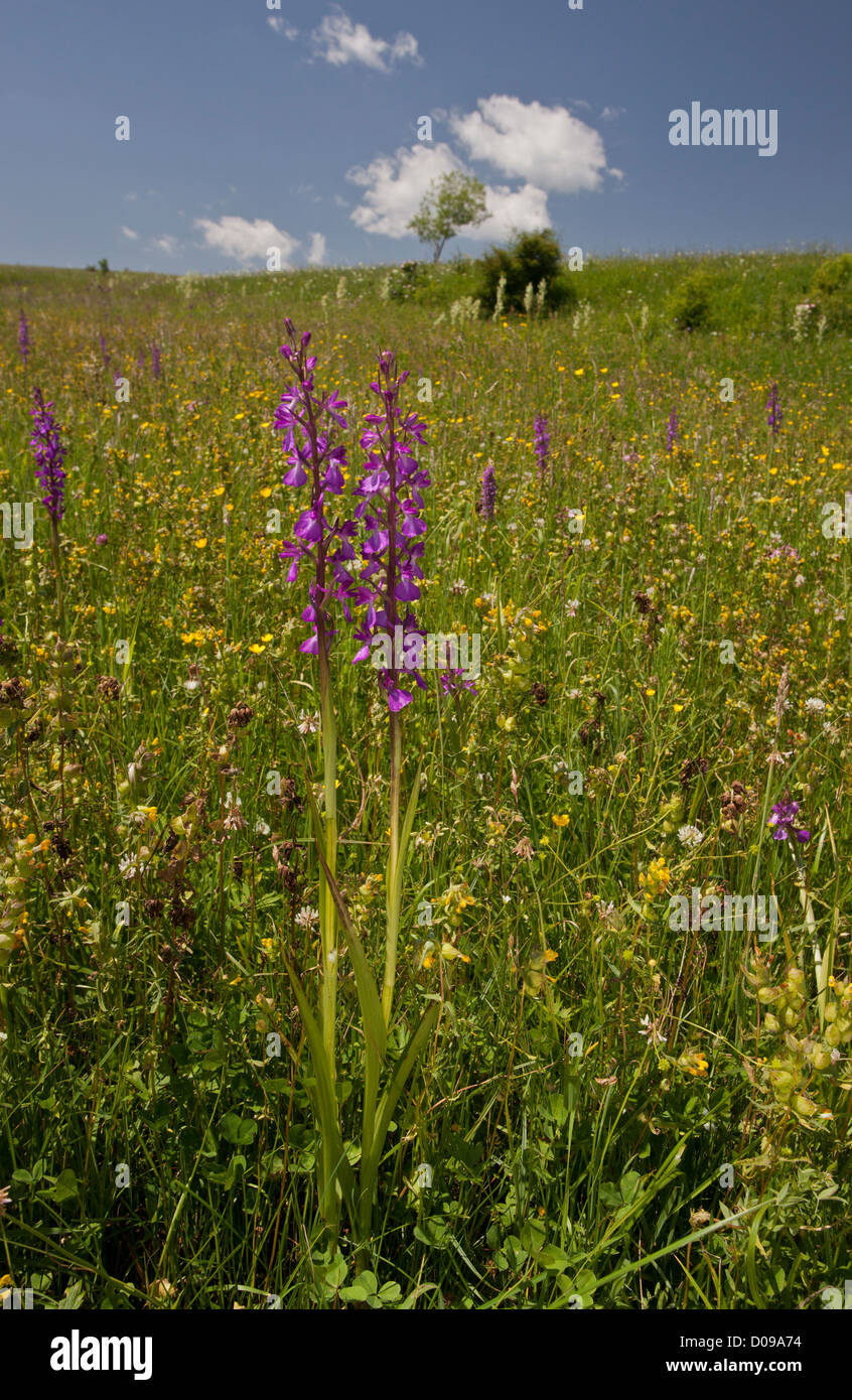 Orchidées (Orchis des marais elegans  = O. palustris) en pâturage mouillé dans le Piatra Craiului, Roumanie, Europe Banque D'Images