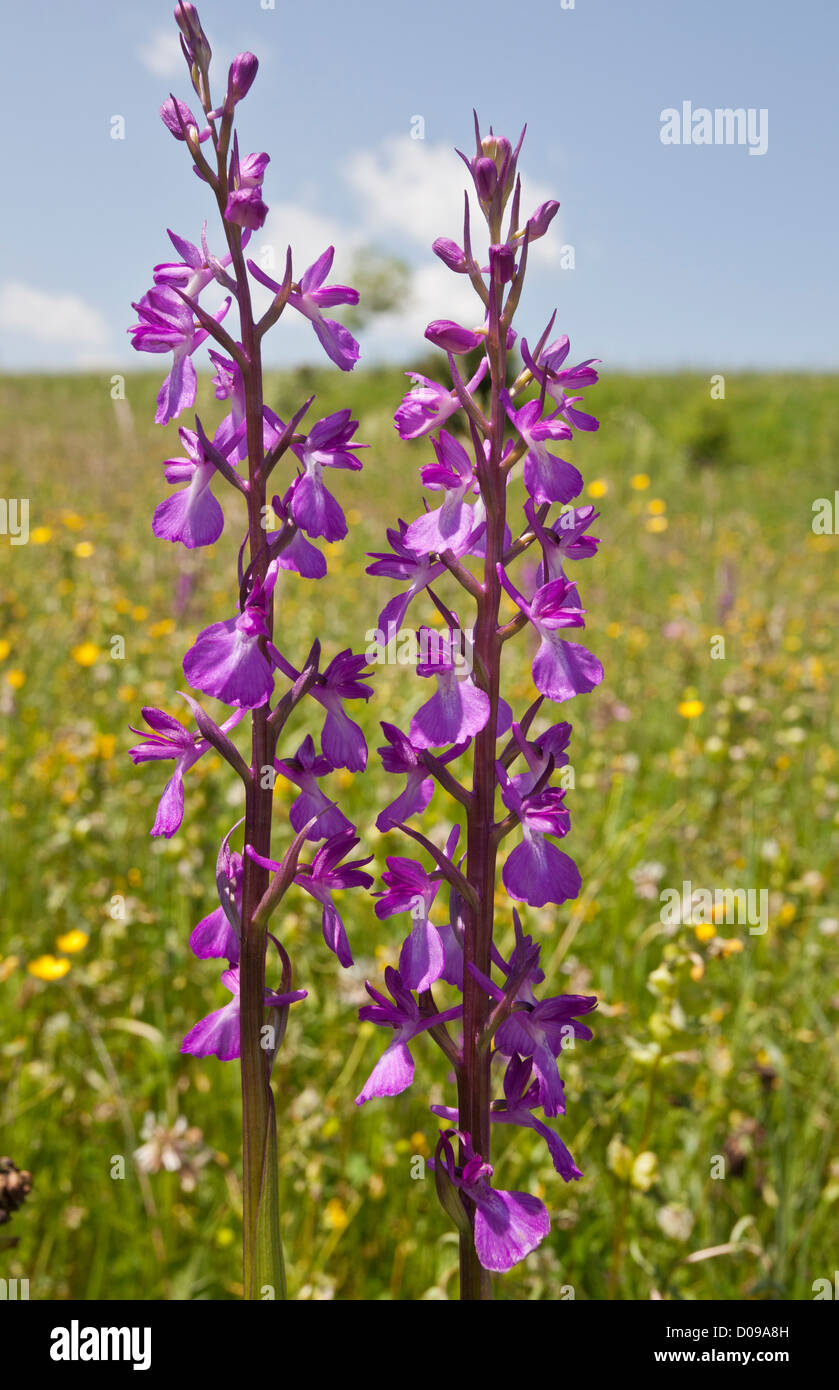 Un bog orchid (Orchis elegans  = O. palustris) close-up, en pâturage mouillé dans le Piatra Craiului, Roumanie, Europe Banque D'Images