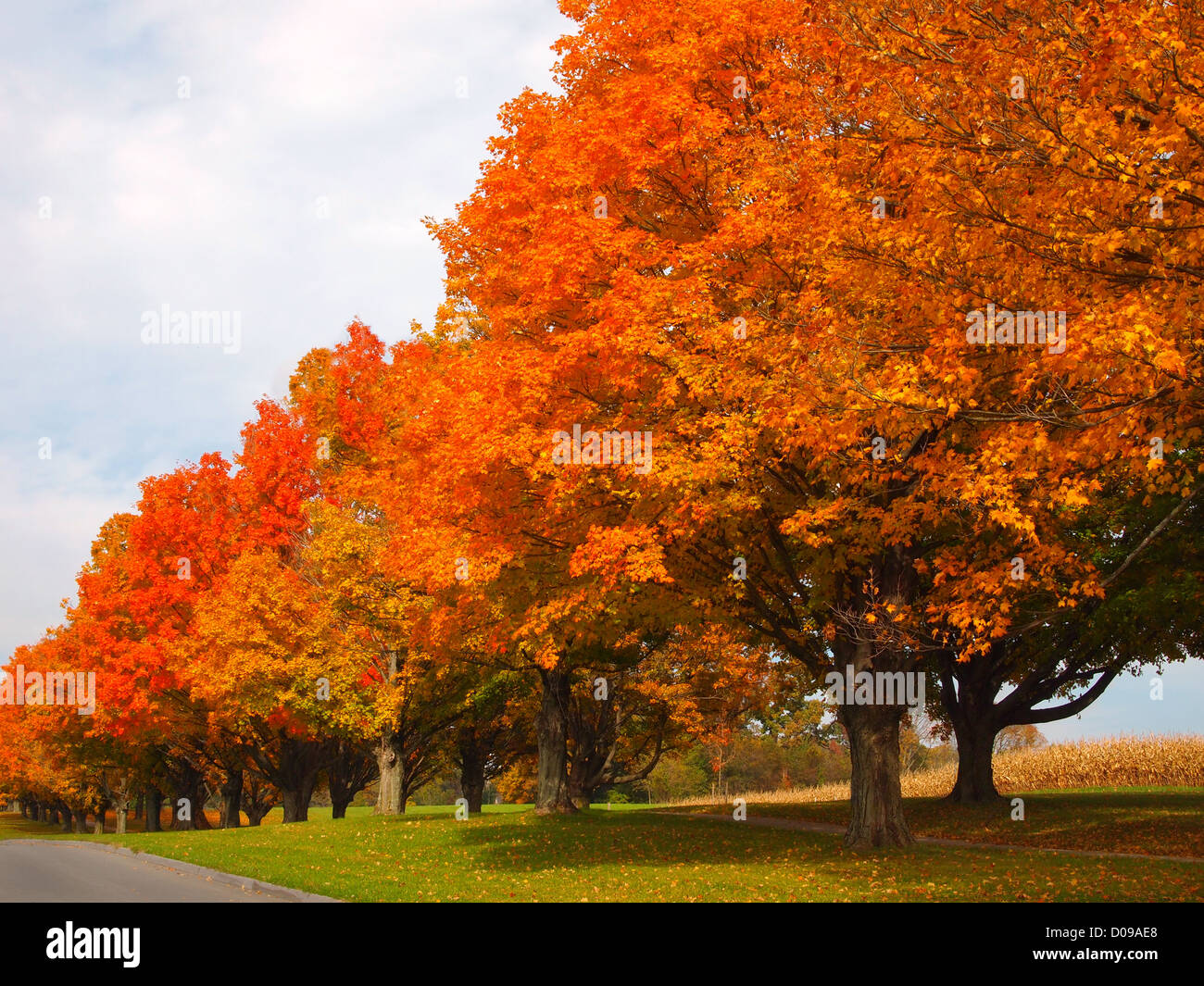 Une longue rangée d'arbres à côté d'une route, l'affichage sur le feuillage orange vif, un jour lumineux d'automne dans un champ de maïs séché se trouve dans la Banque D'Images