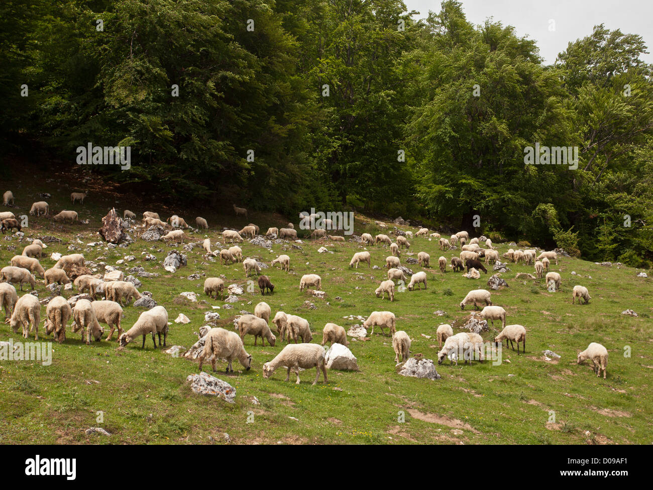 Des moutons paissant sur les bords d'un hêtre de montagne, dans le Piatra Craiului, Roumanie, Europe Banque D'Images