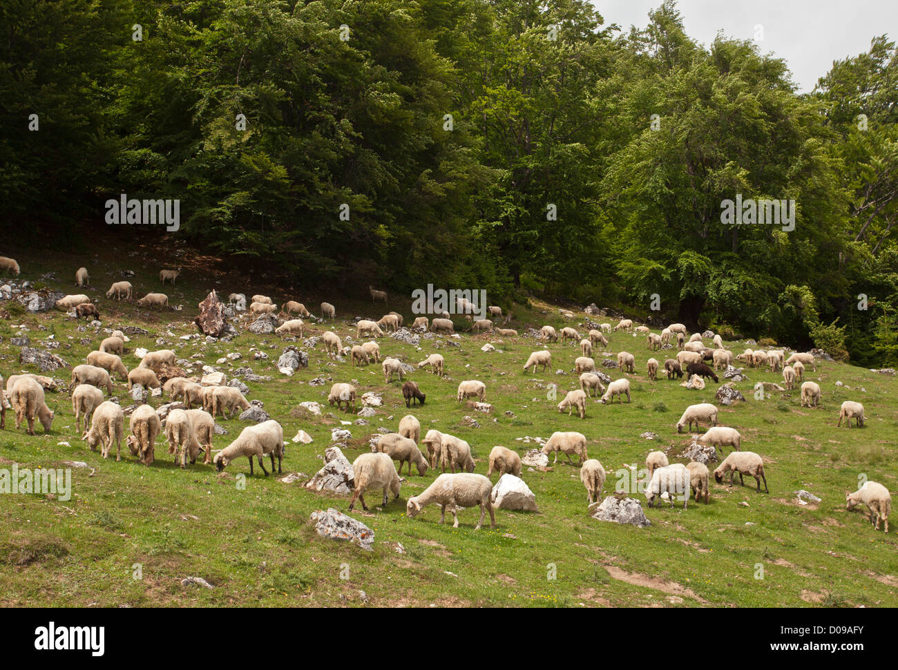 Des moutons paissant sur les bords d'un hêtre de montagne, dans le Piatra Craiului, Roumanie, Europe Banque D'Images