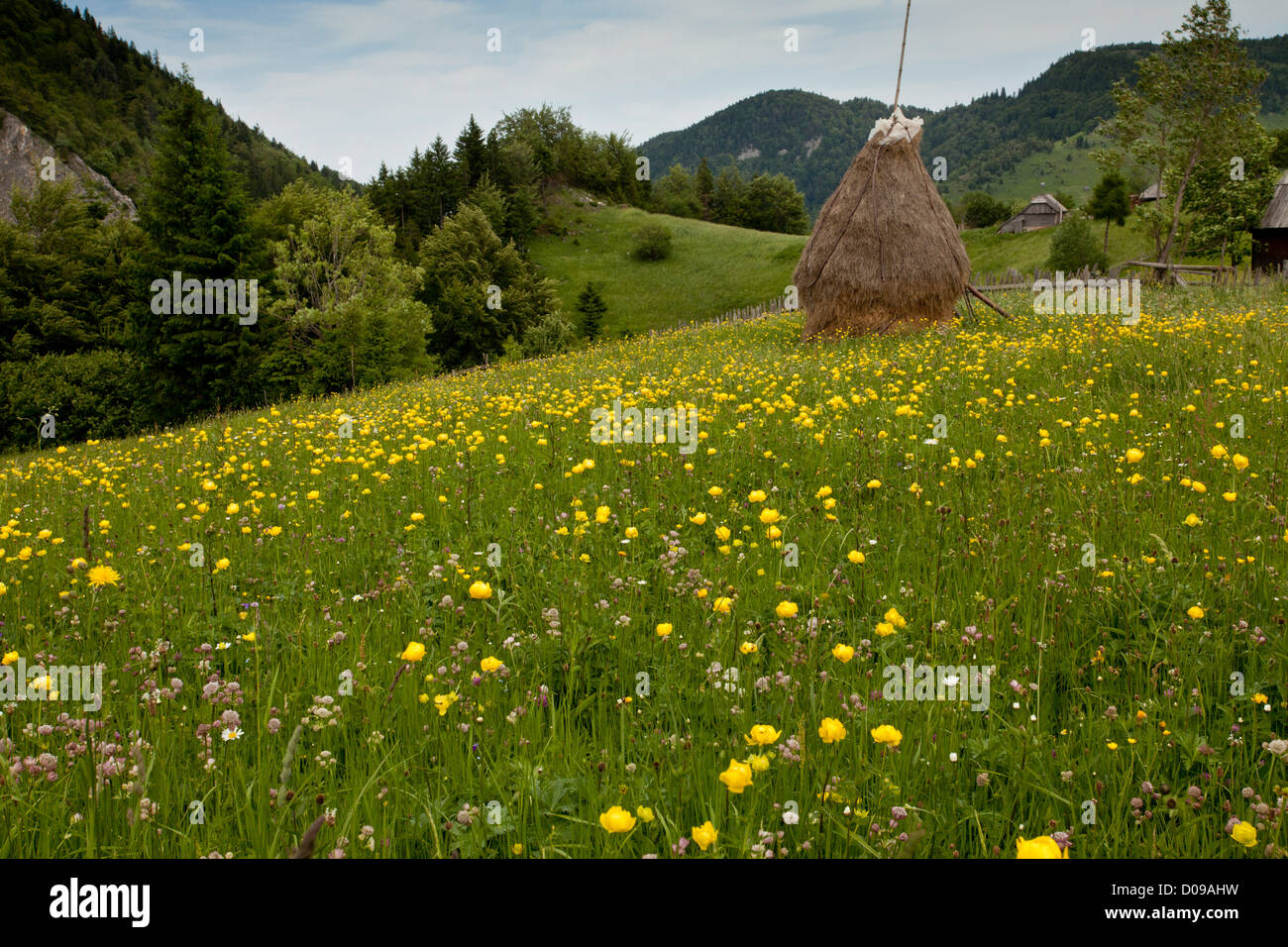 Masses de globeflowers dans les prairies dans le Piatra Craiului, Transylvanie, Roumanie, Europe Banque D'Images