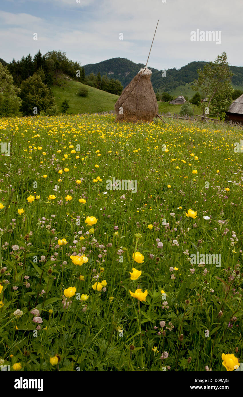 Masses de globeflowers dans les prairies dans le Piatra Craiului, Transylvanie, Roumanie, Europe Banque D'Images