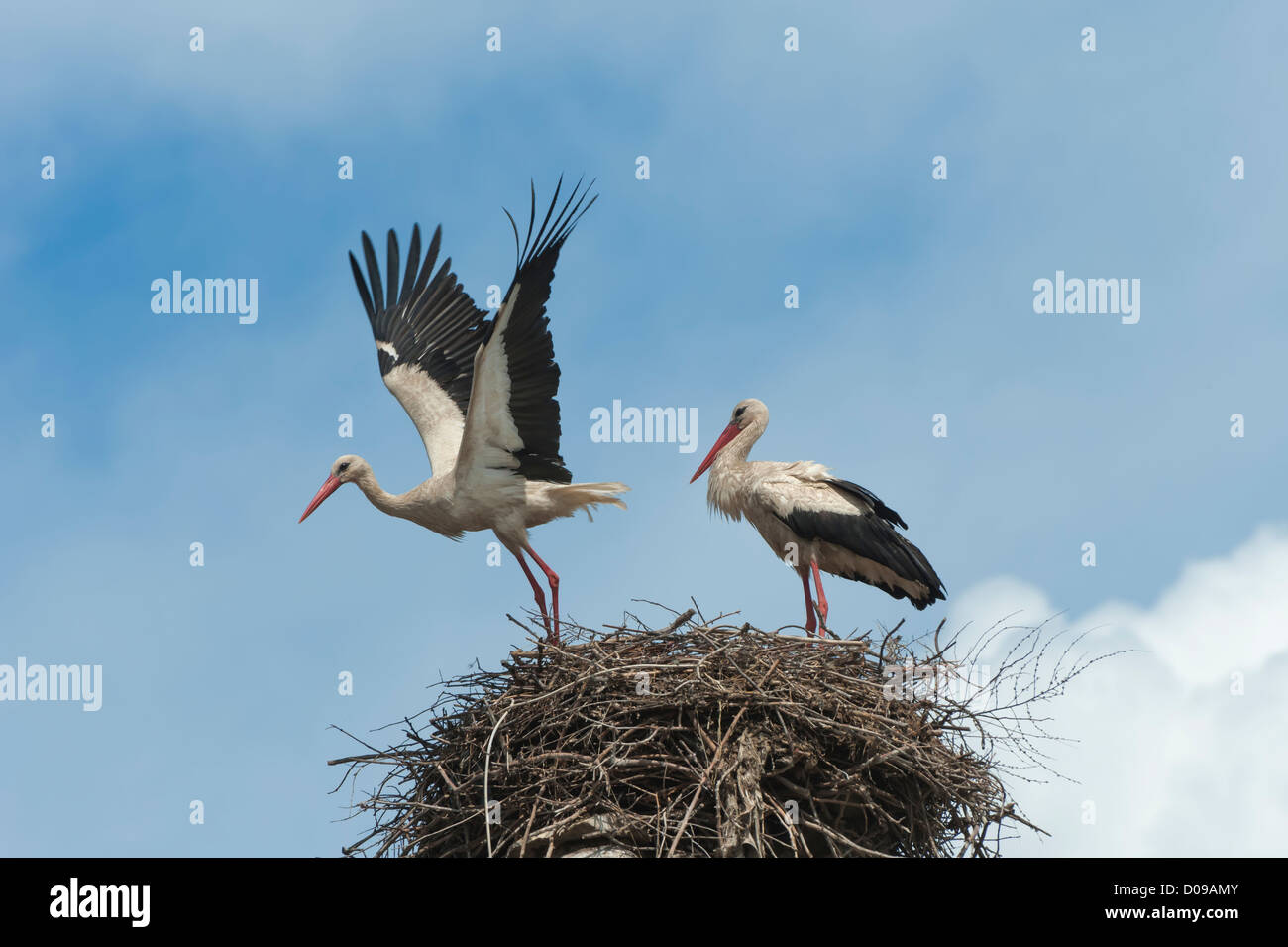 Couple de cigognes blanches (Ciconia ciconia) sur le nid, l'un en vol, Izmir Province, Région de l'Egée, la Turquie Banque D'Images