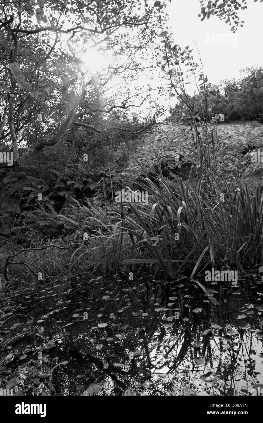 Photo noir et blanc de pailles et les roches Banque D'Images