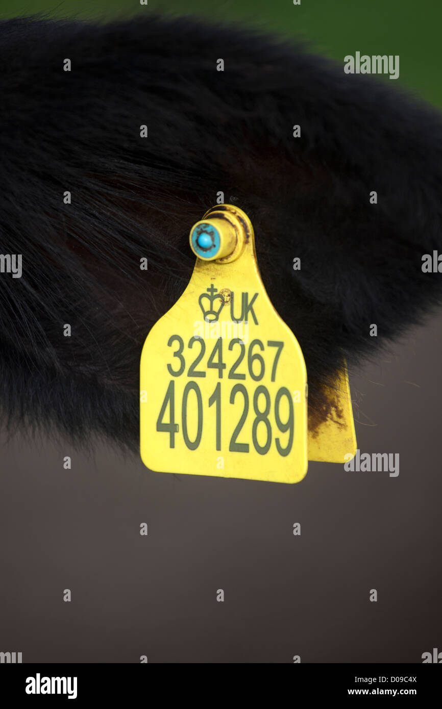 Balise de bovins Banque D'Images