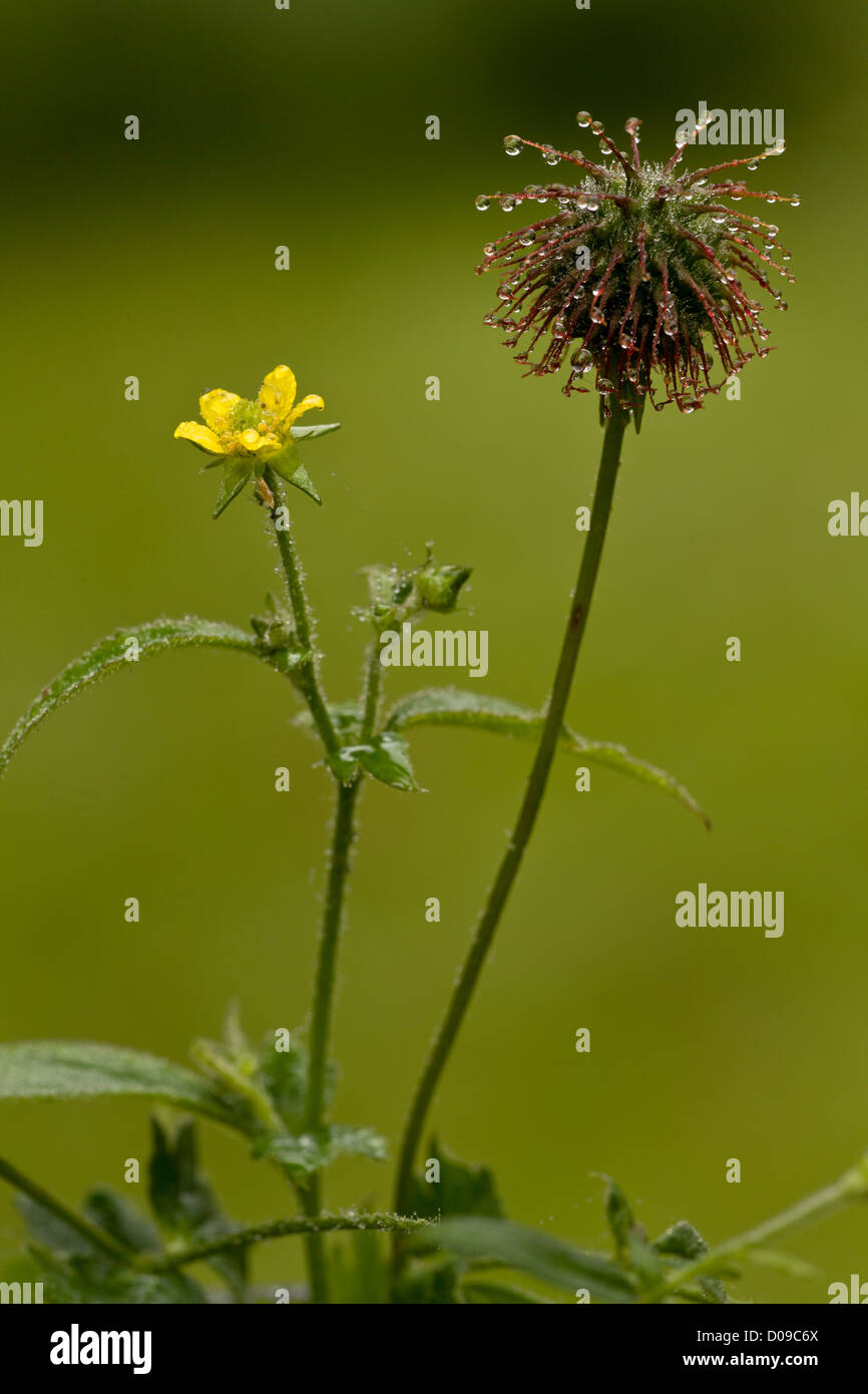 (Geum urbanum Benoîte) en fleurs et fruits, close-up Banque D'Images