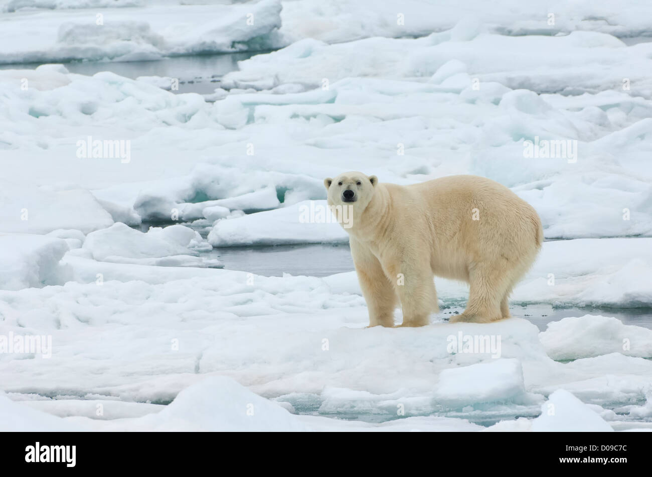 L'ours polaire (Ursus maritimus) sur la banquise, l'archipel du Svalbard, mer de Barents, Norvège Banque D'Images