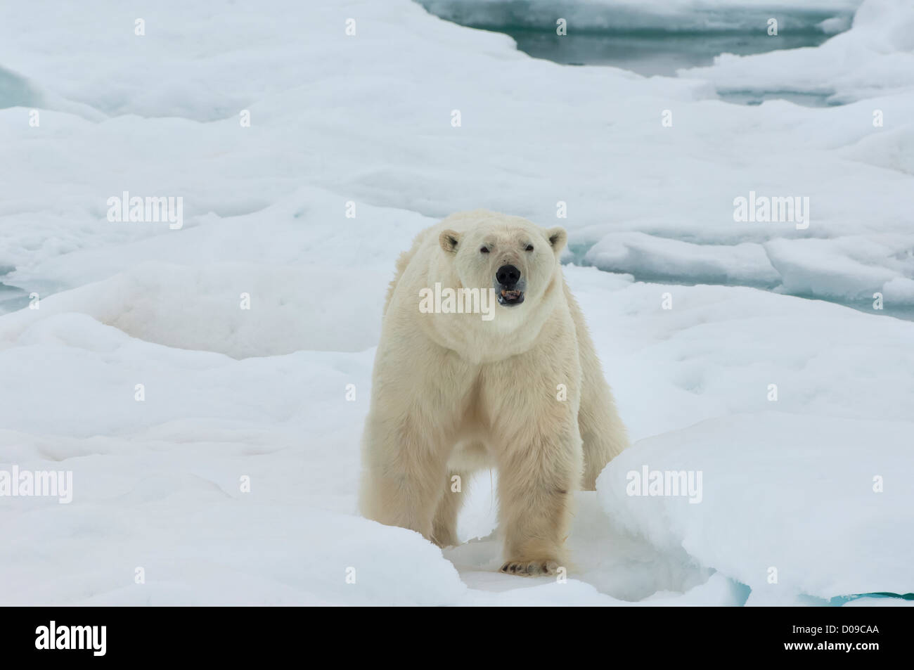 L'ours polaire (Ursus maritimus) sur la banquise, l'archipel du Svalbard, mer de Barents, Norvège Banque D'Images
