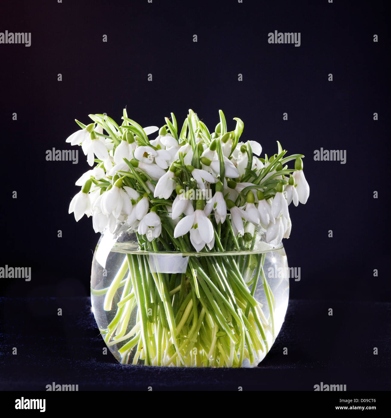 Bouquet de perce-neige dans vase transparent sur fond noir Banque D'Images
