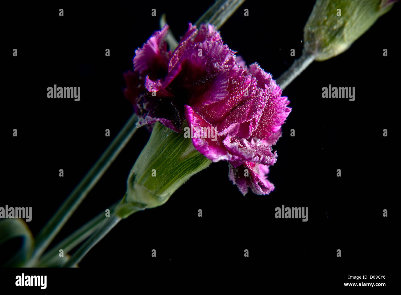 Fleur Rose tombé dans l'eau avec des bulles sur fond noir Banque D'Images