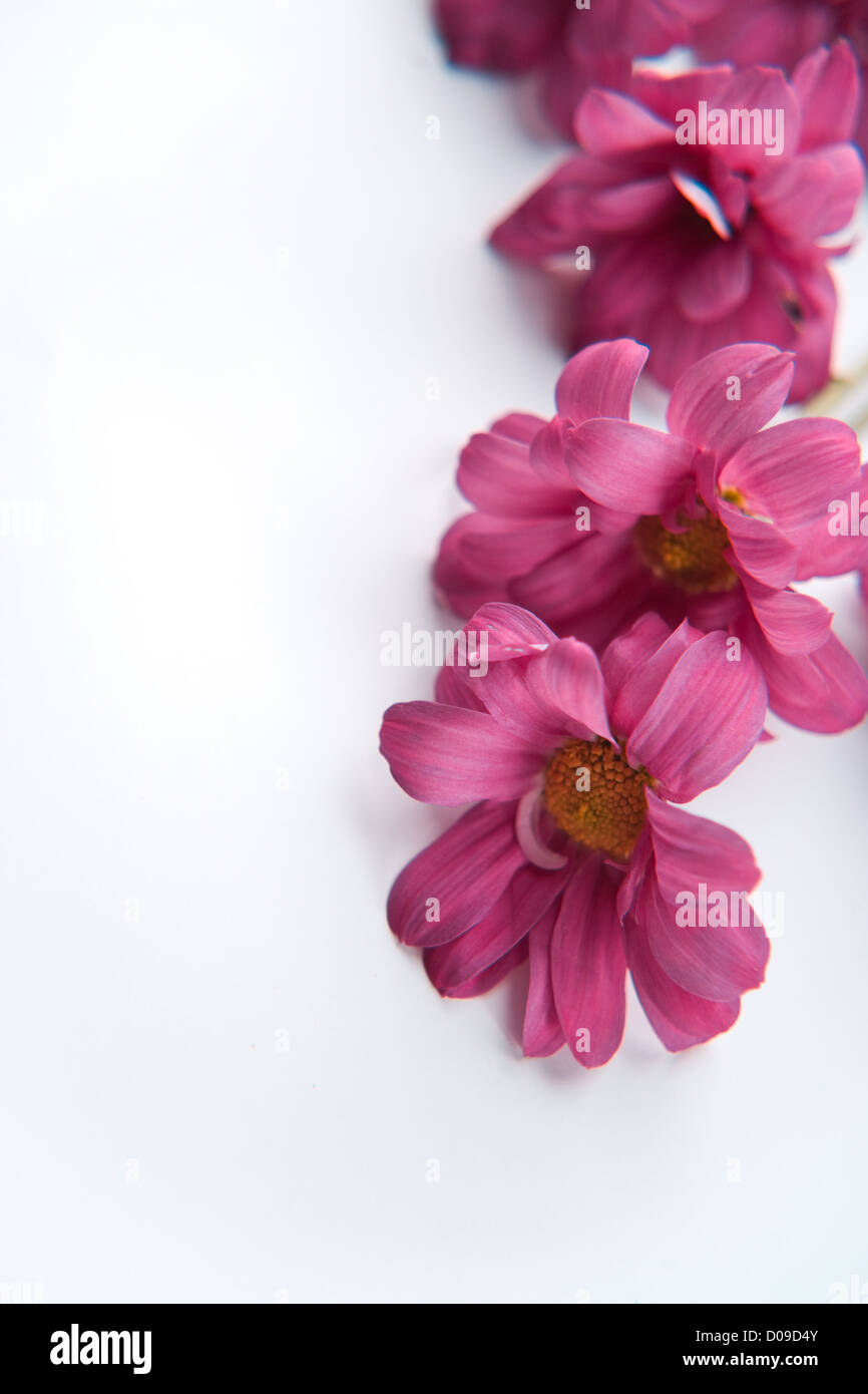 Carte vide avec châssis daisy rose Banque D'Images