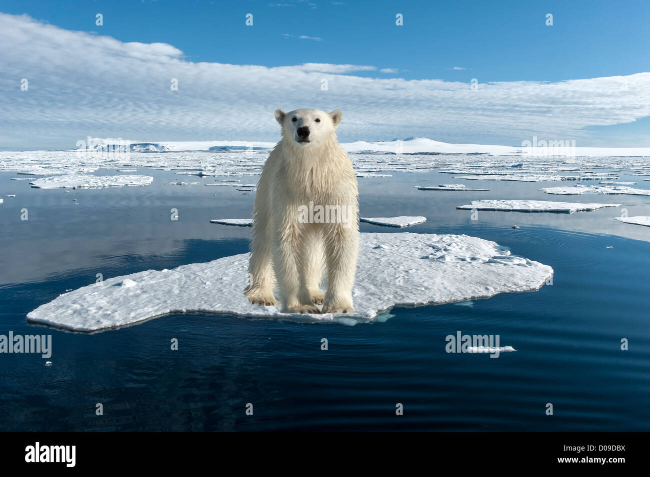 L'ours polaire sur la banquise, le détroit d'Hinlopen, archipel du Svalbard, Norvège Banque D'Images