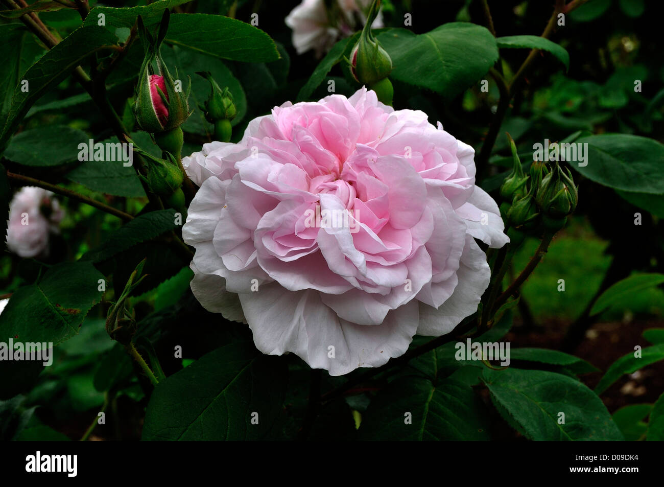 100 feuilles de chou ou de rose rose (Rosa Centifolia x), variété : 'Fantin Latour', vieux rose en juin. Les pays de la Loire, France. Banque D'Images