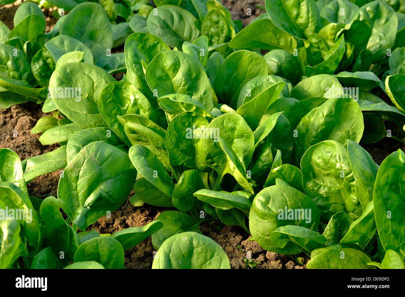 Lit de légumes de l'épinard (Spinacia oleracea), variété : 'Matador', grandissant dans le potager. Banque D'Images