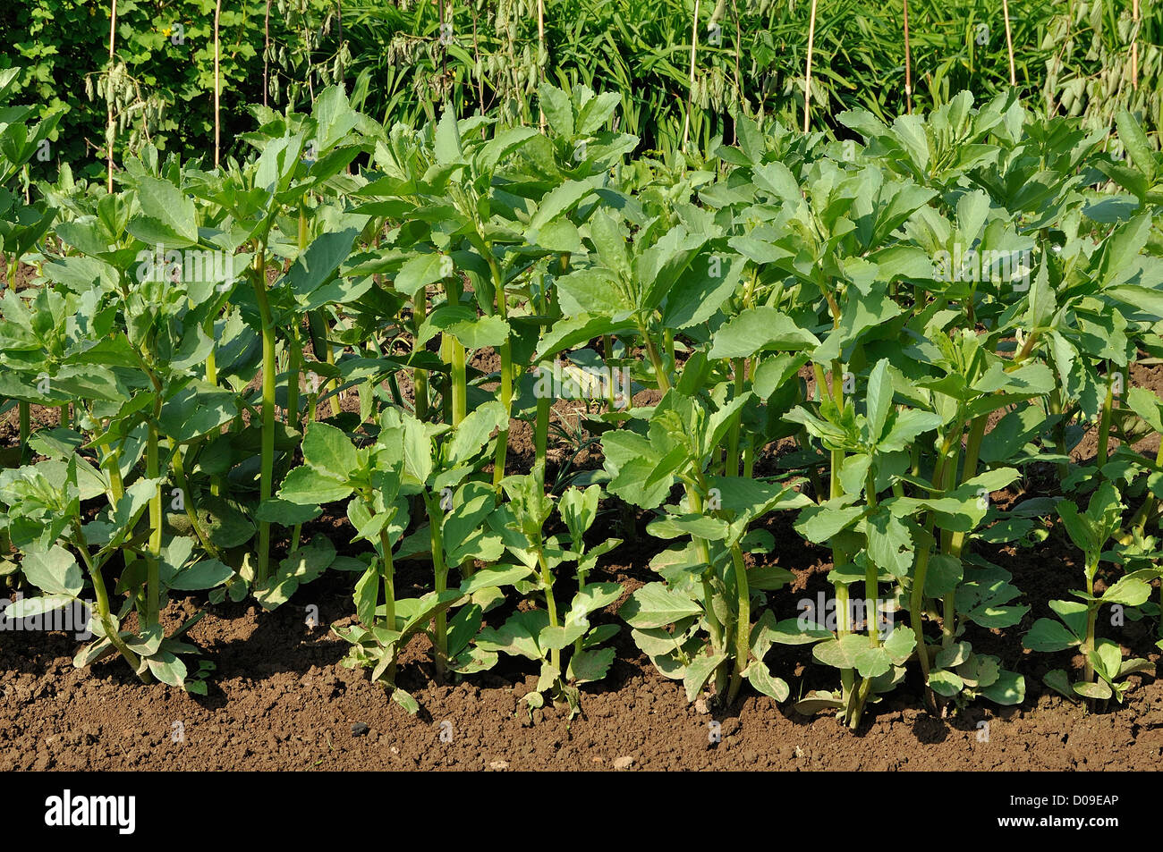 Lit de légumes ou de fèves fèves (Vicia faba), variété : 'Séville', dans un potager, en mai. Banque D'Images