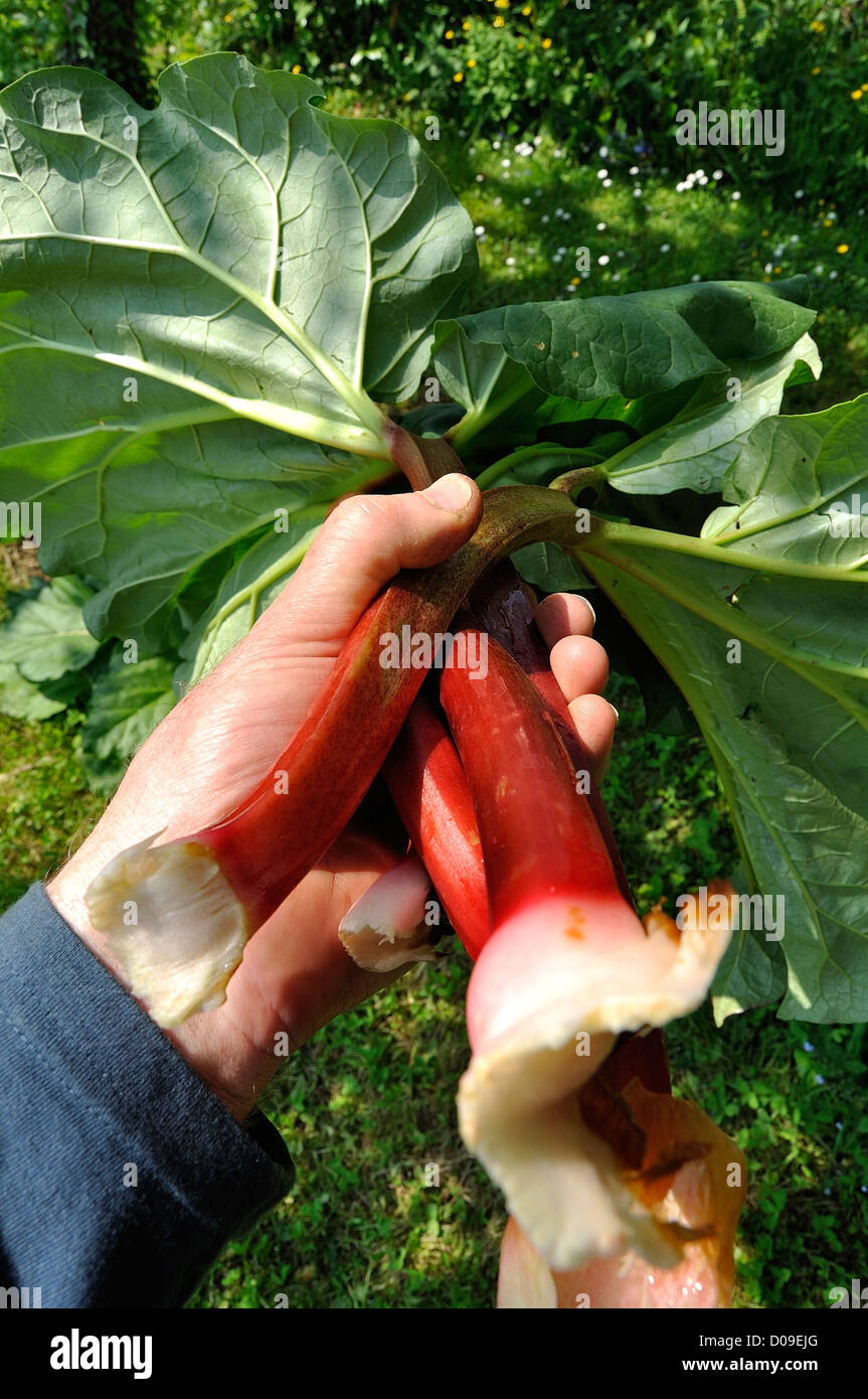 La récolte des tiges de rhubarbe (Rheum rhaponticum), en mai, dans un potager. Banque D'Images