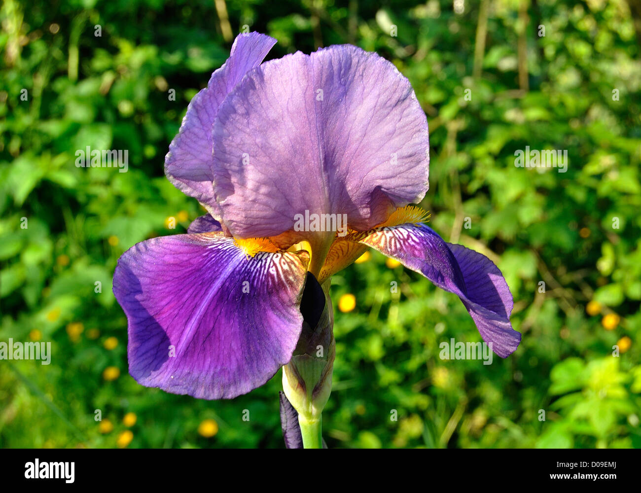 Fleur d'iris (iris germanica, hybride Barbata -Elatior) en fleurs, en mai, dans un jardin. Banque D'Images