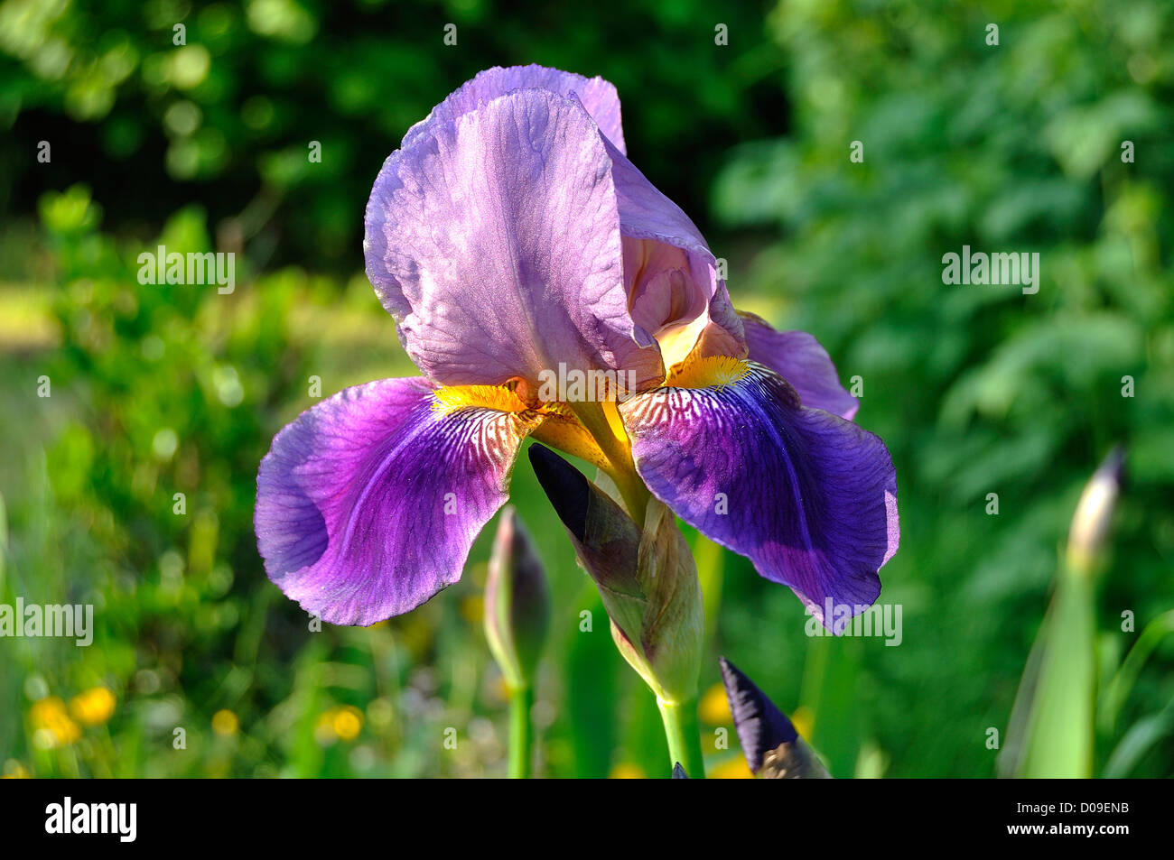 Fleur d'iris (iris germanica, hybride Barbata -Elatior) en fleurs, en mai, dans un jardin. Banque D'Images