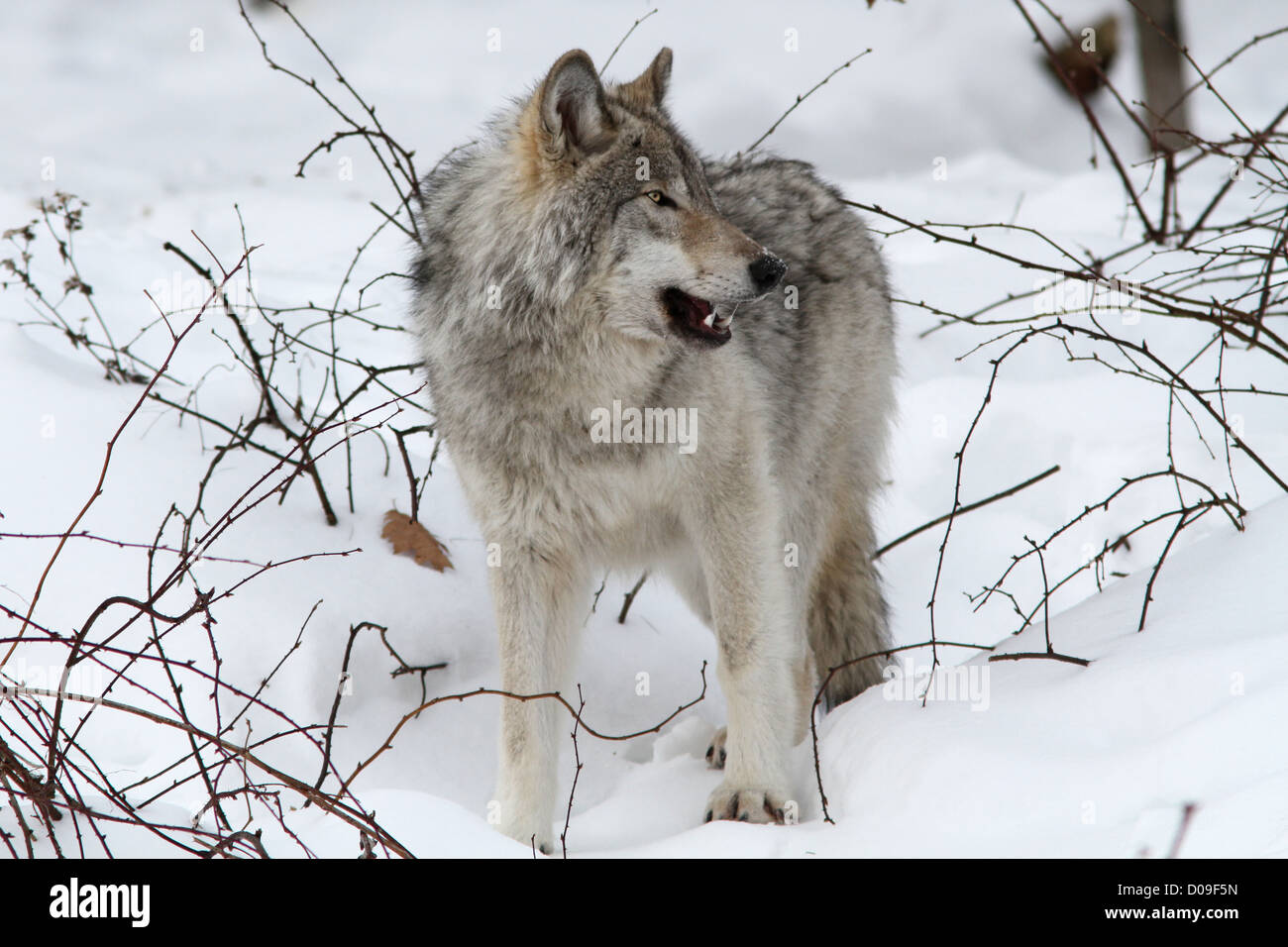 Le loup mâle alpha en hiver. Banque D'Images