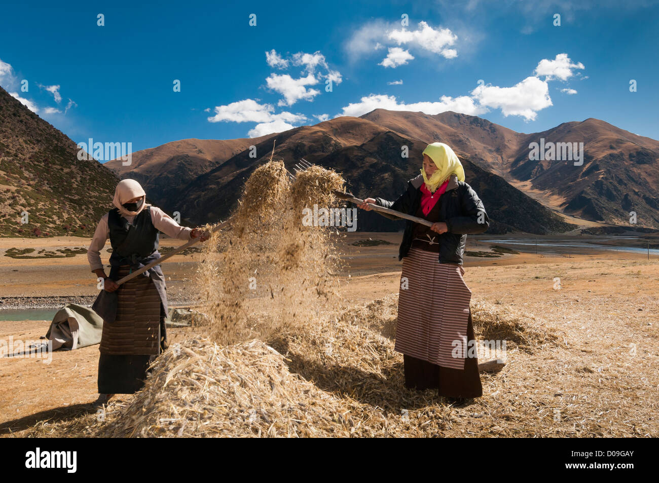 Battre à la main les femmes grain après la récolte d'automne, près de Lhassa, Tibet Banque D'Images