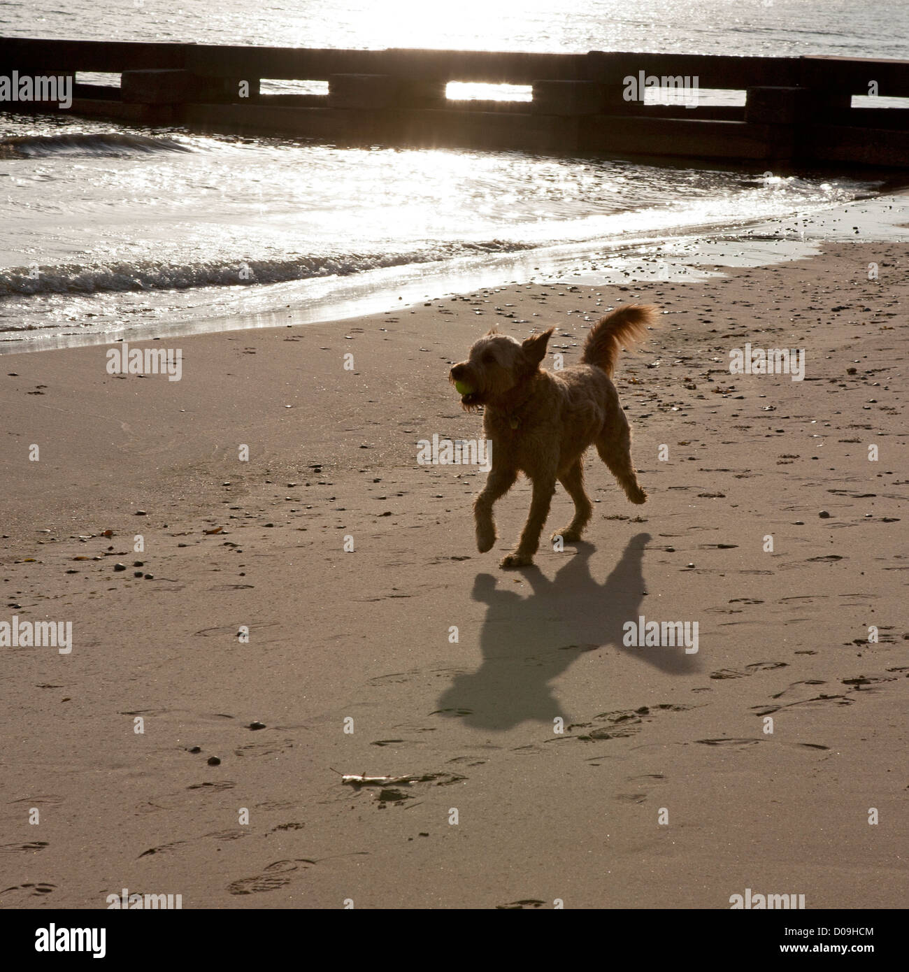 Les ombres sont exprimés par un golden-doodle tôt le matin à une plage du lac Michigan. Banque D'Images