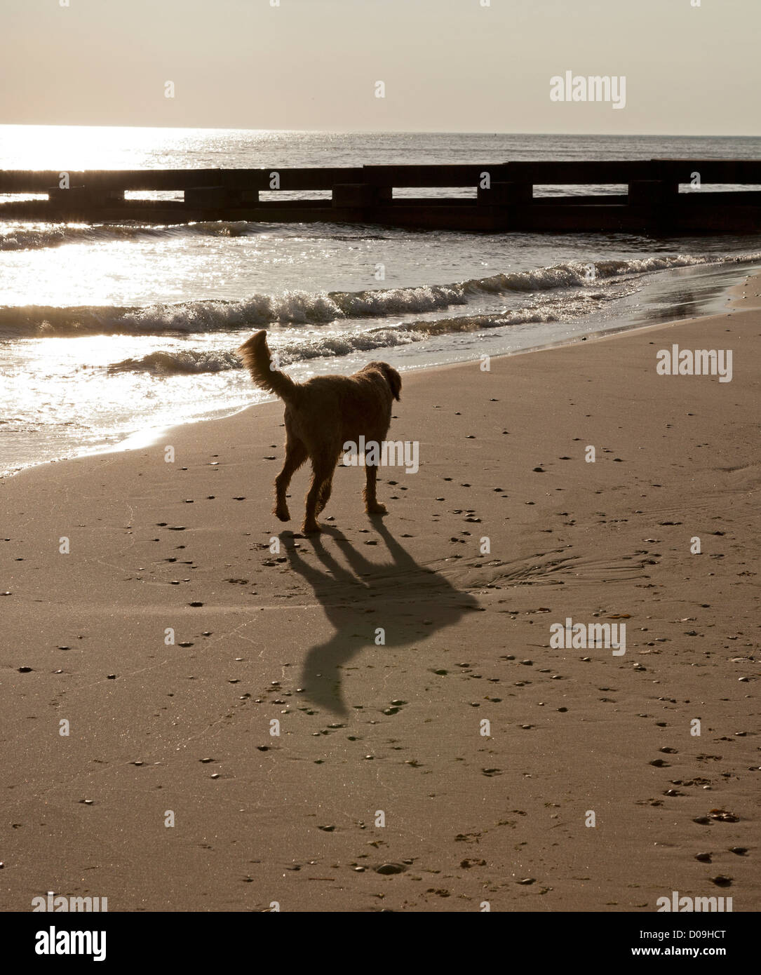 Les ombres sont exprimés par un golden-doodle tôt le matin à une plage du lac Michigan. Banque D'Images