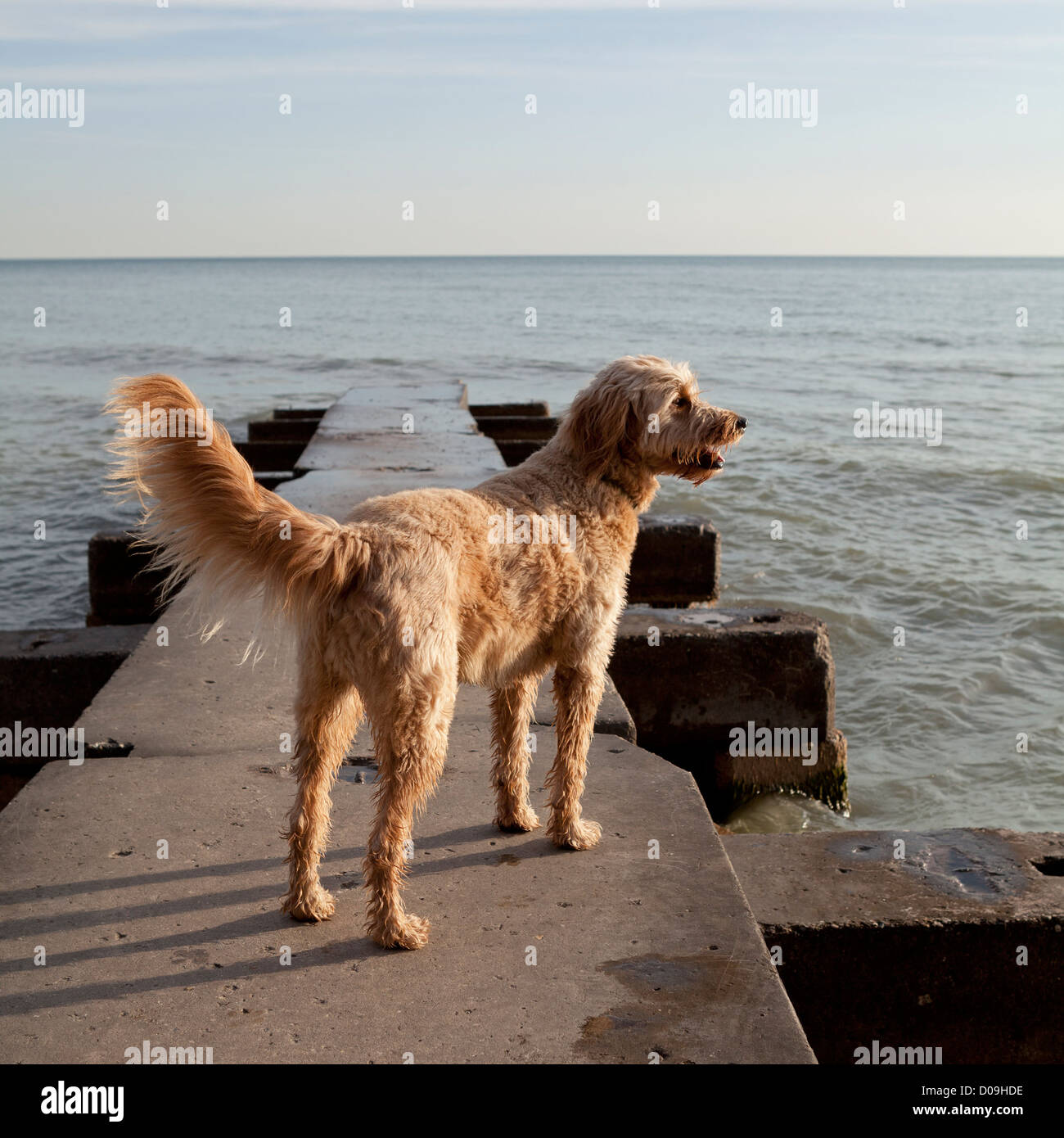 Un golden-doodle est alertly sur un quai dans le lac Michigan à la lumière tôt le matin. Banque D'Images